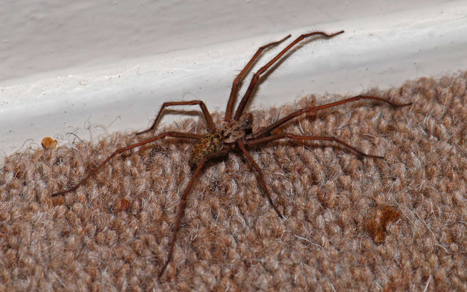 Les experts confirment : ce parfum végétal fait disparaître les araignées