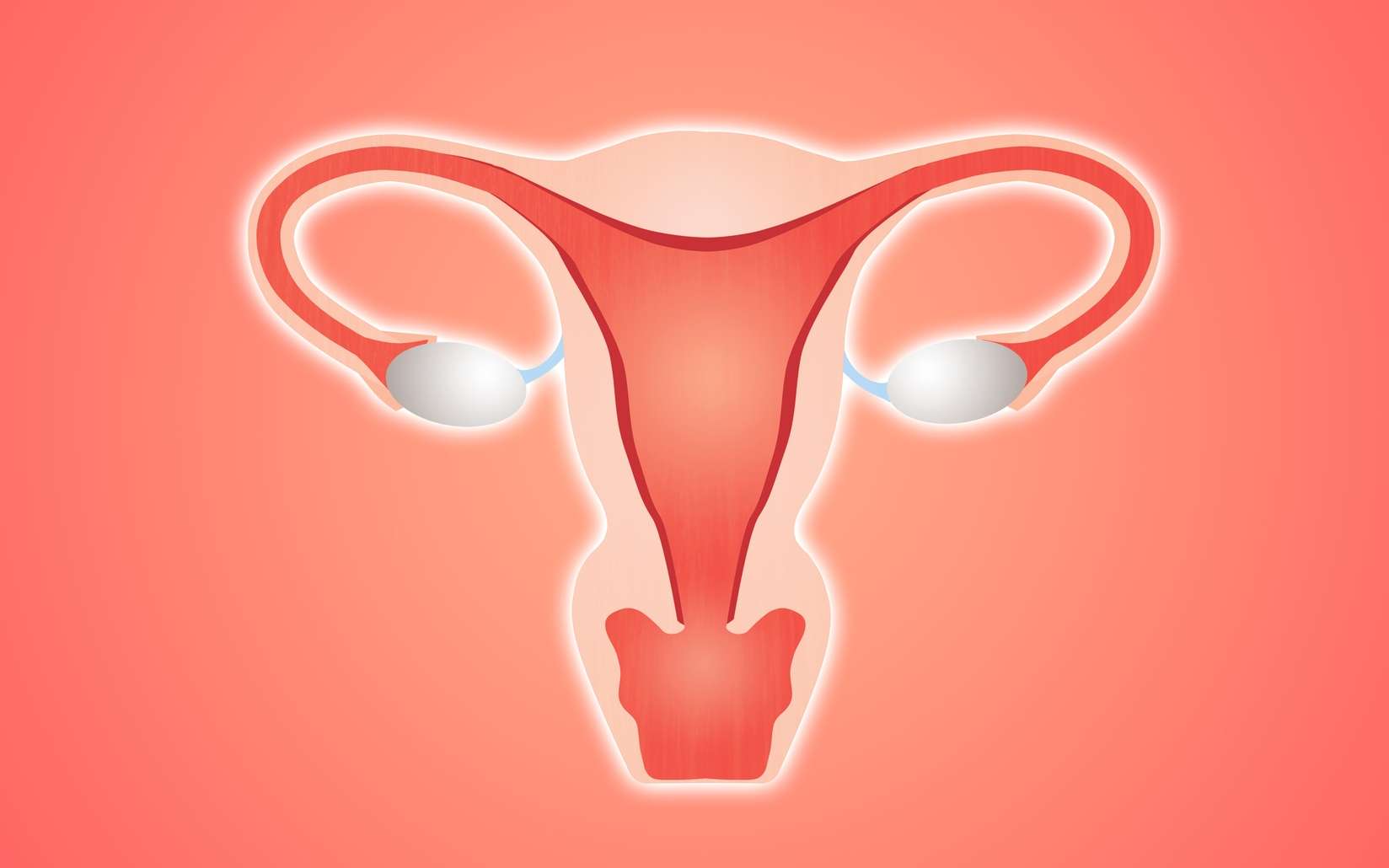 L’appareil reproducteur féminin compte deux ovaires. © sognolucido, Fotolia