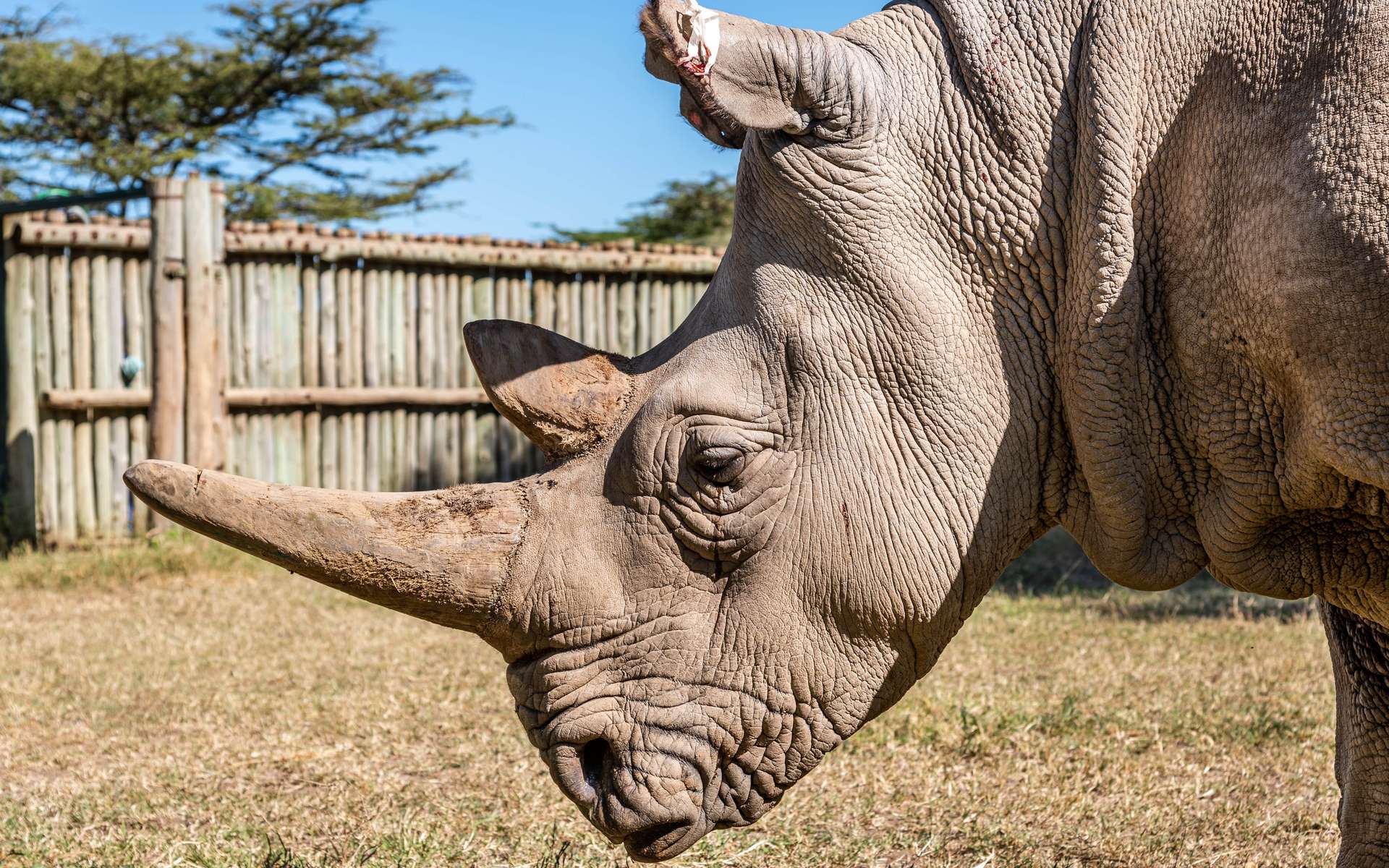 Opération FIV pour les rhinocéros blancs du Nord