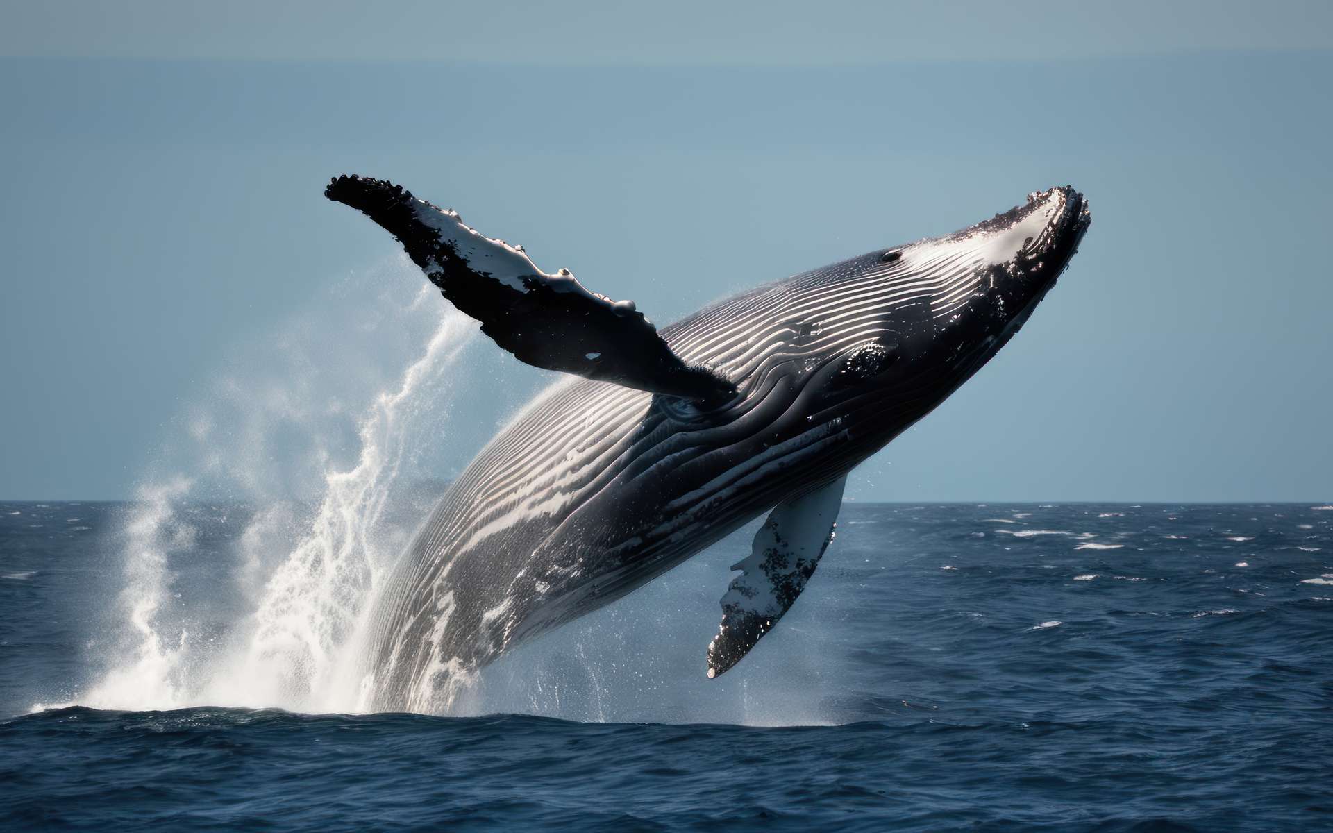 En vidéo, une baleine à bosse retourne un bateau au large du New Hampshire !