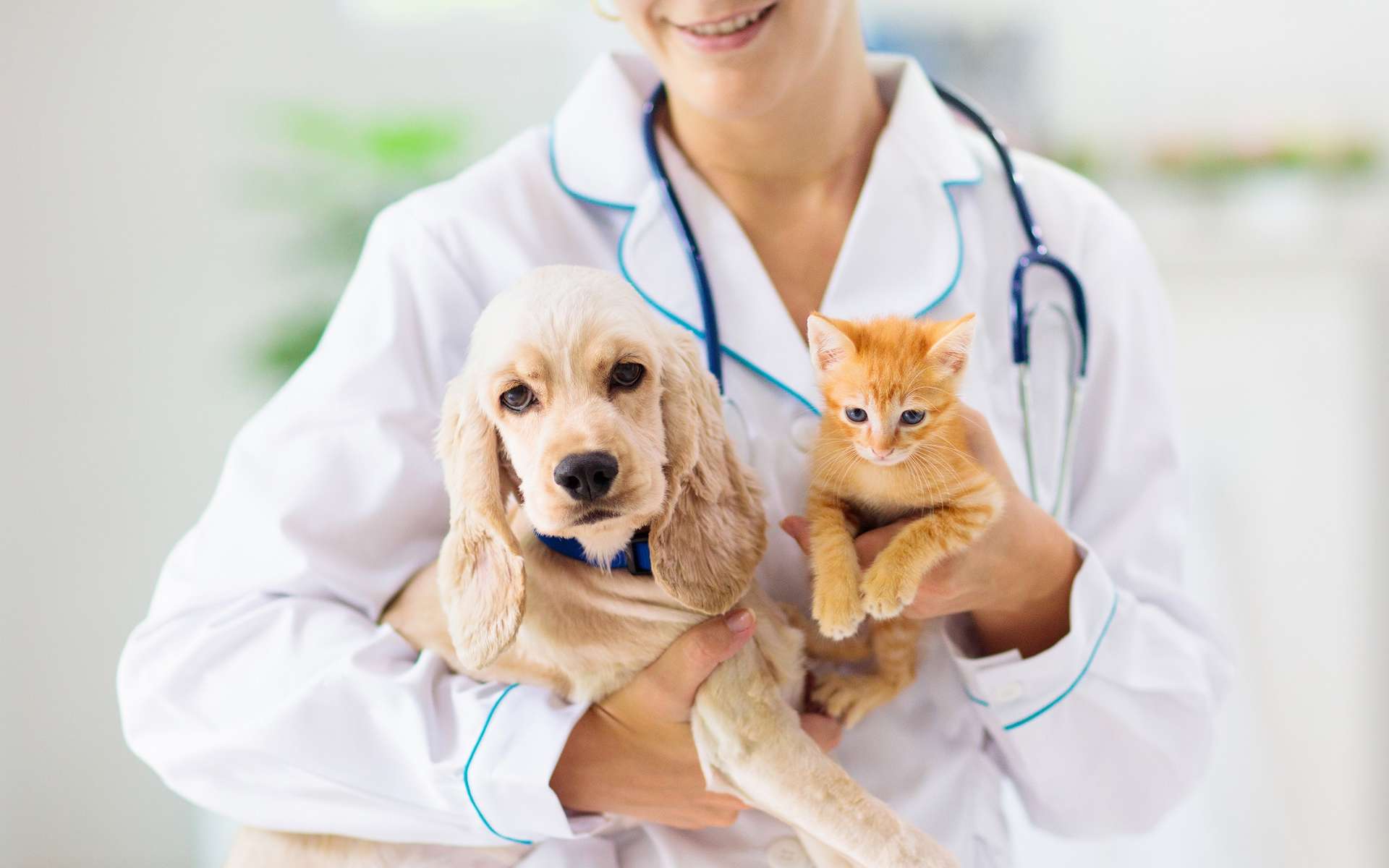 En ville, le vétérinaire reçoit les animaux de compagnie dans son cabinet pour un suivi médical ou le diagnostic d’une pathologie. © famveldman, Adobe Stock.