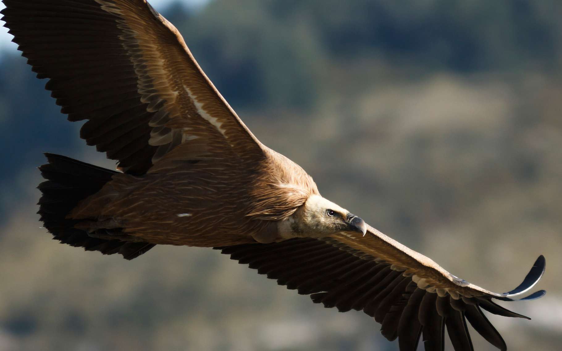 Le Vol à Voile Chez Les Oiseaux Dossier