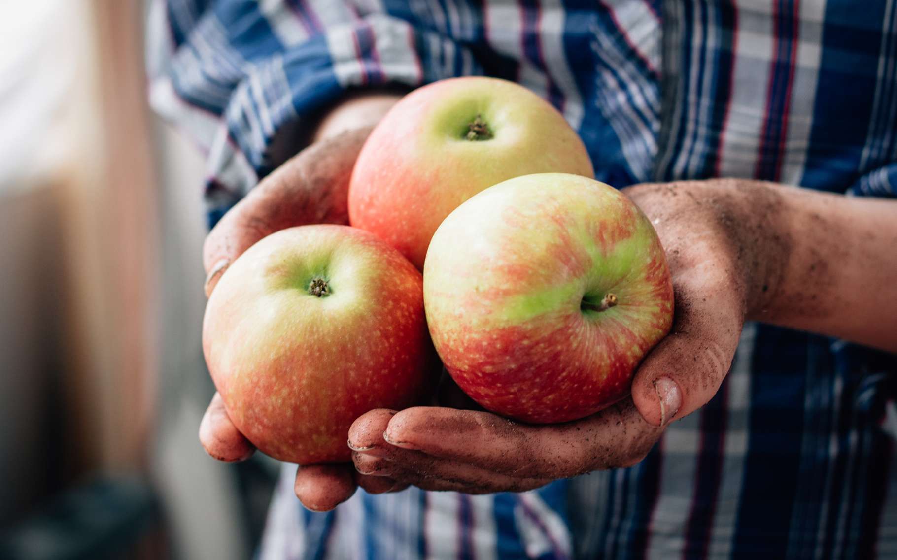 Cueillette : cueillir les fruits du verger | Dossier