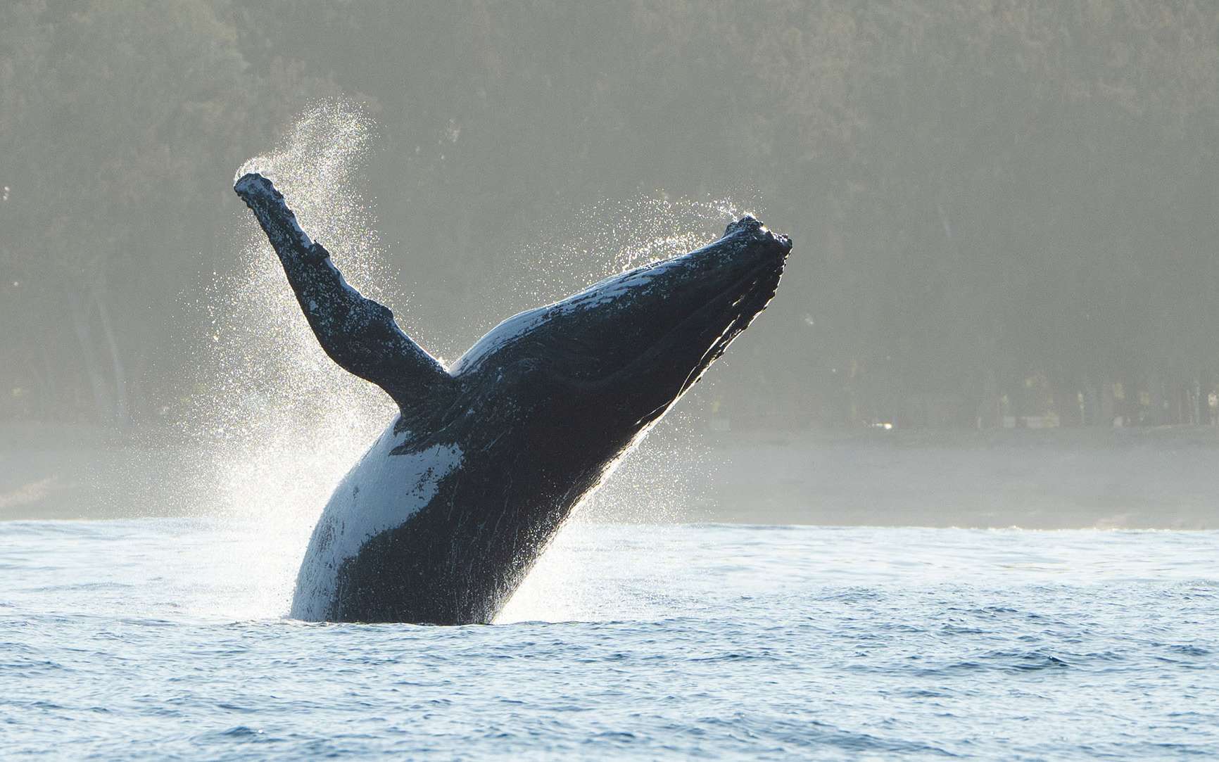 En immersion avec des baleines à bosse durant leurs migrations