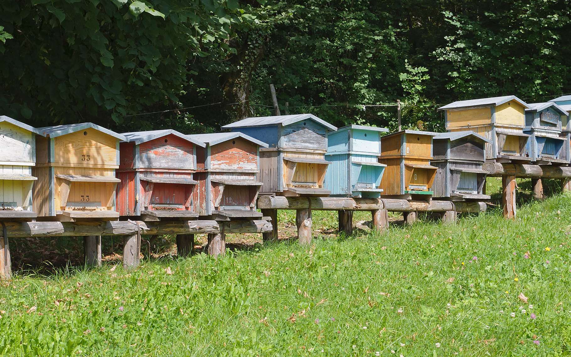 importance-de-l-apiculture-dossier