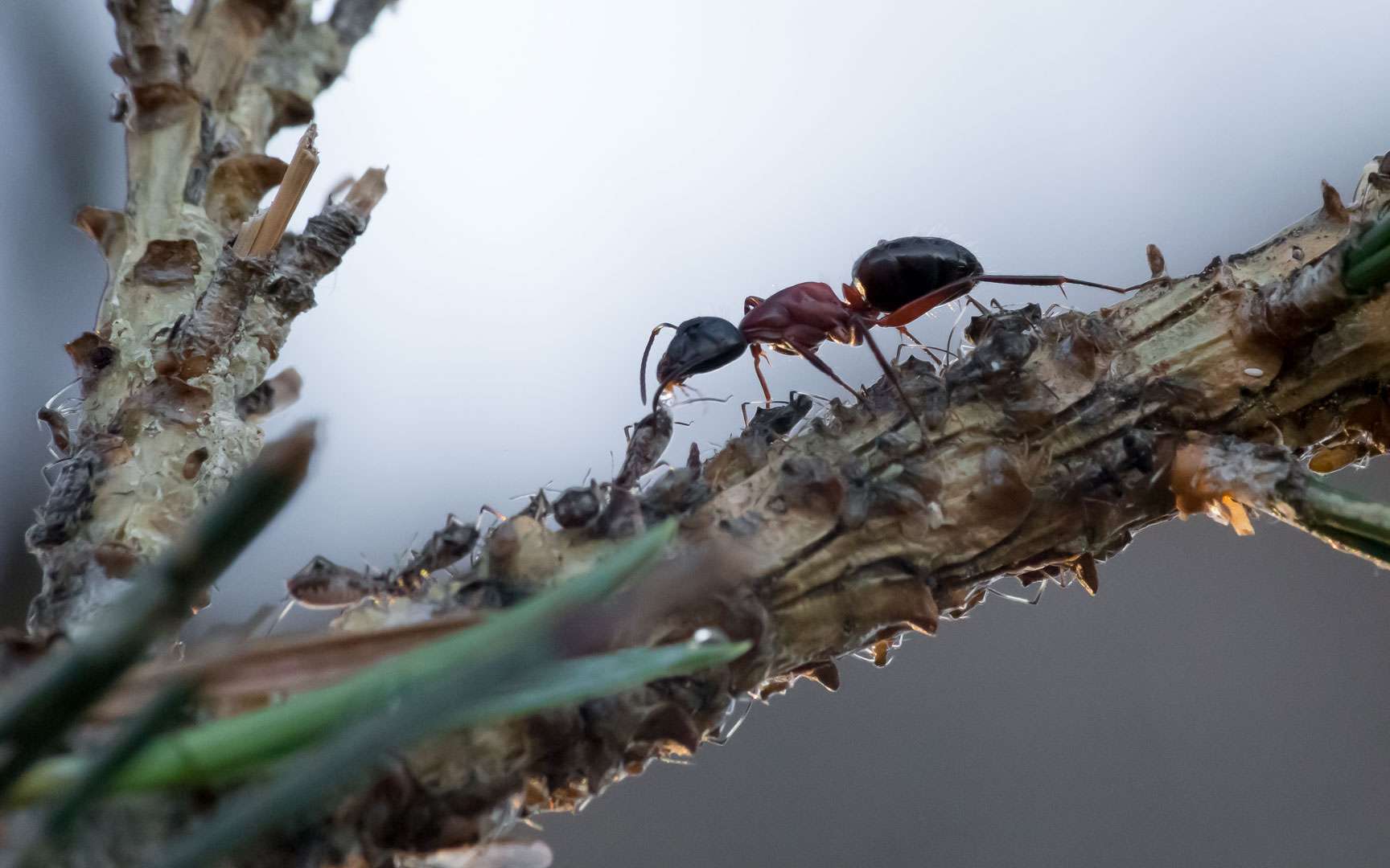 La fourmi parasitée il y a environ 50 millions d'années, semble être une fourmi du genre Camponotus, appelée aussi fourmi charpentière. © Hélène Rival, Wikimedia Commons, CC by-sa 4.0