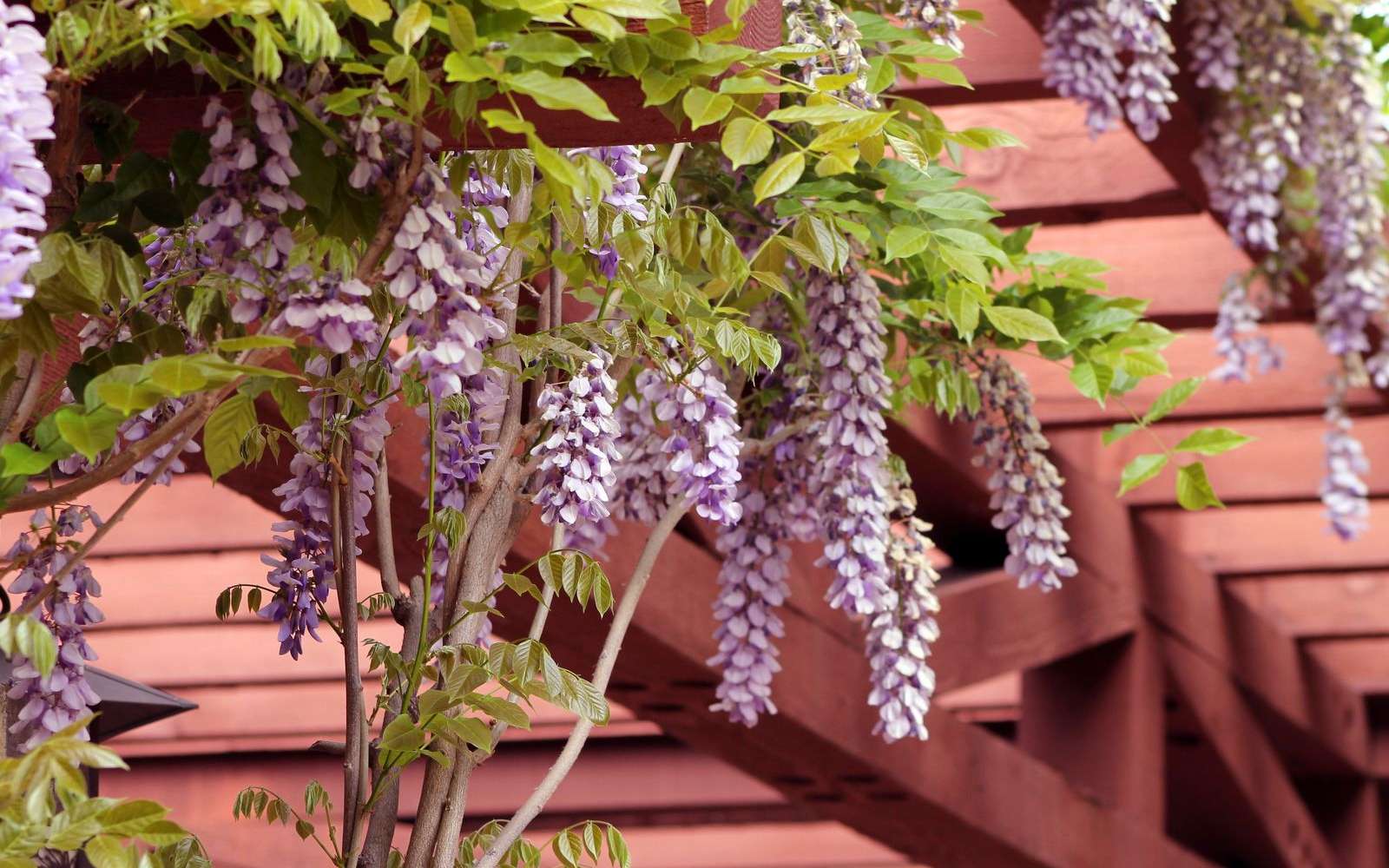5 conseils qui marchent pour créer de la fraîcheur dans son jardin