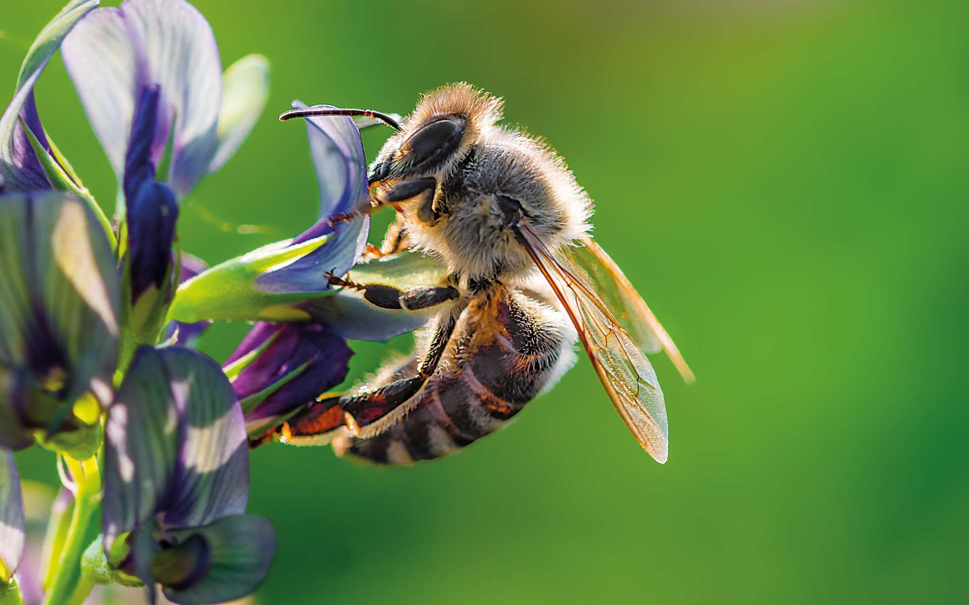 Pourquoi La Diversite Vegetale Est Importante Pour Les Abeilles