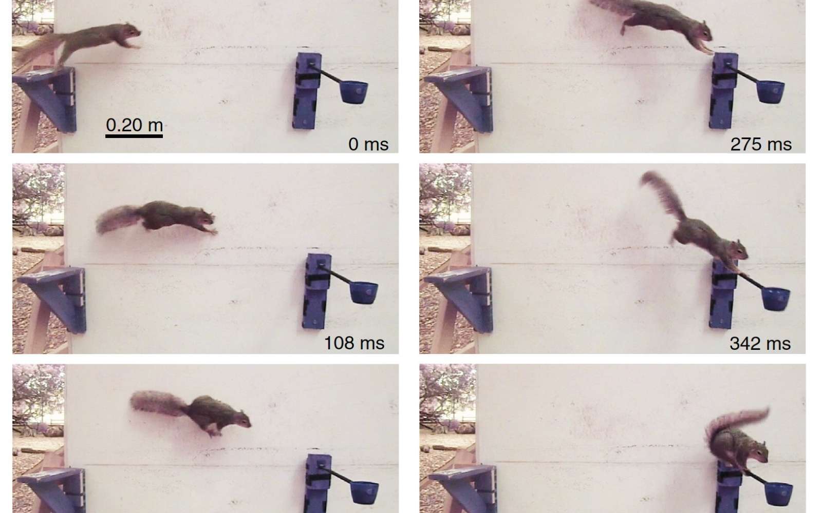 Les scientifiques cherchent à modéliser la prise de décision des écureuils pour évoluer dans leur parcours à la recherche de noisettes. © US Army