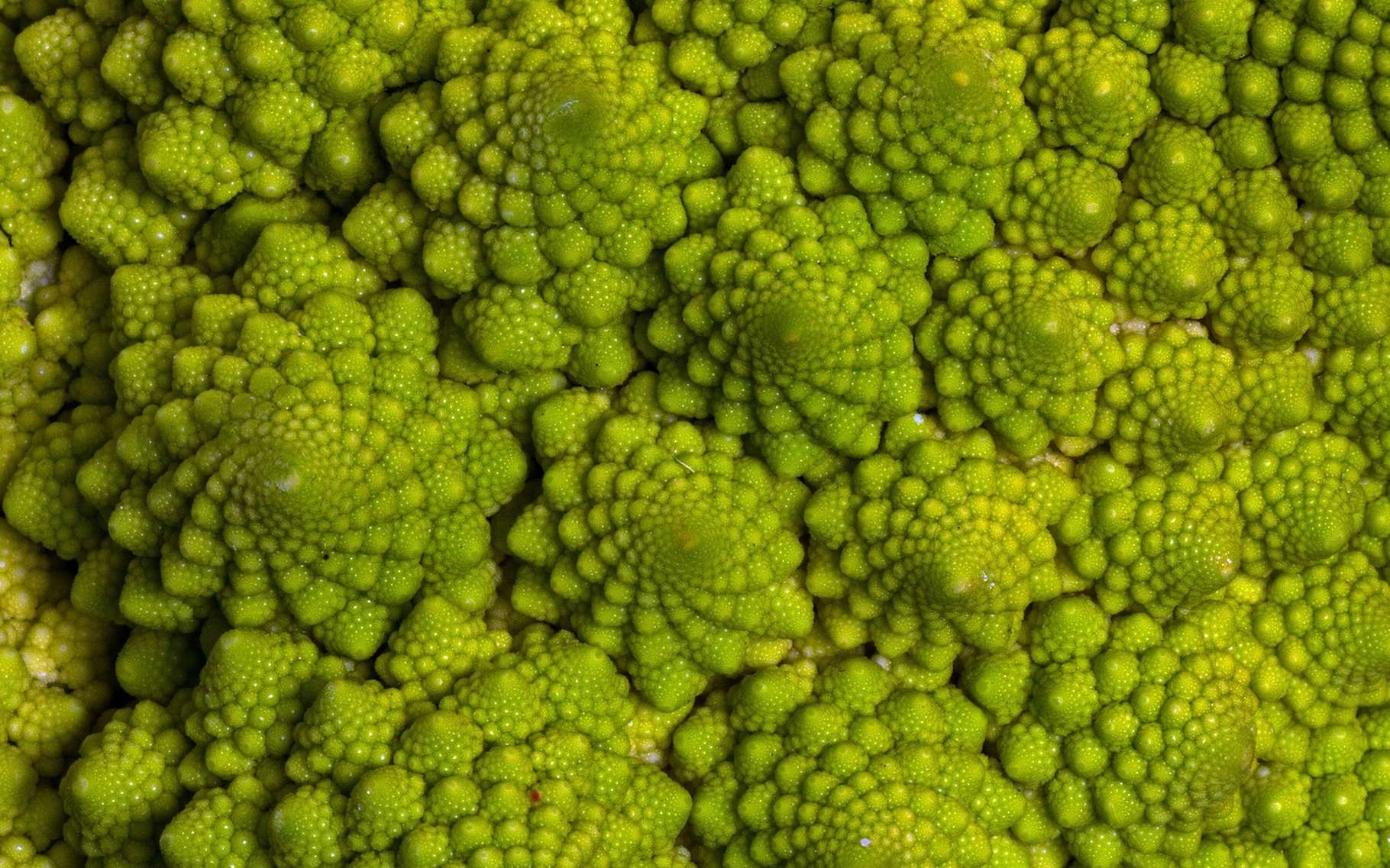 Le chou Romanesco est un exemple de fractale naturelle. Aujourd’hui, des chercheurs sont parvenus à créer un motif fractal à partir d’électrons. © domeckopol, Pixabay, CC0 Creative Commons
