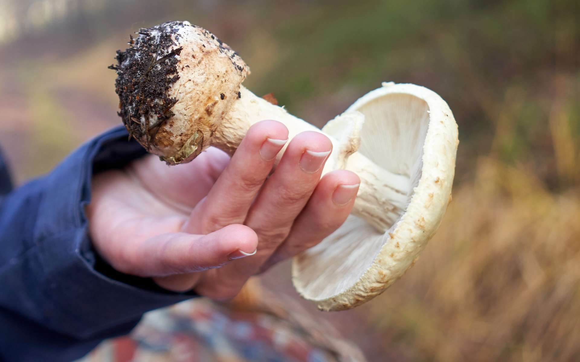 Les scientifiques ont trouvé un remède contre le champignon le plus mortel du monde