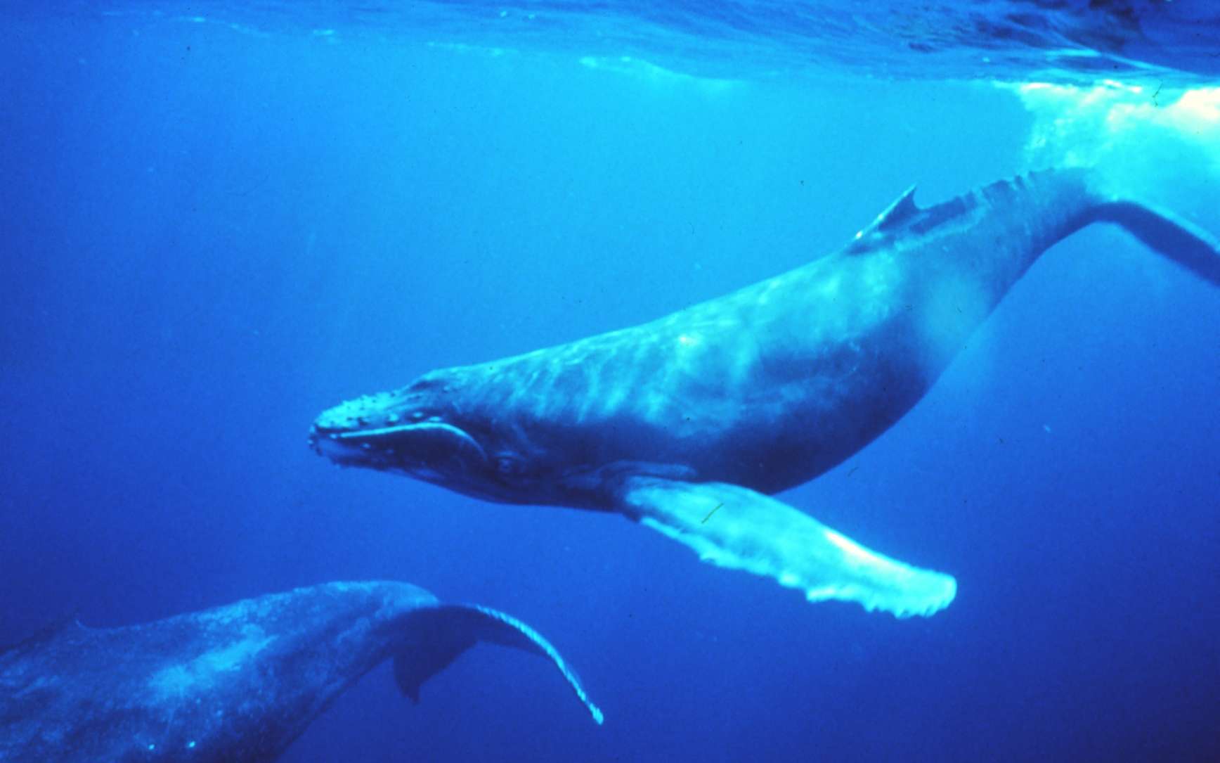 Cette baleine à bosse est en position de chant. Le chant des baleines se transmet de génération en génération par le partage social. Ce n'est pas la mère qui l’inculque au petit : le baleineau apprend grâce au partage social au sein du groupe. © NOAA