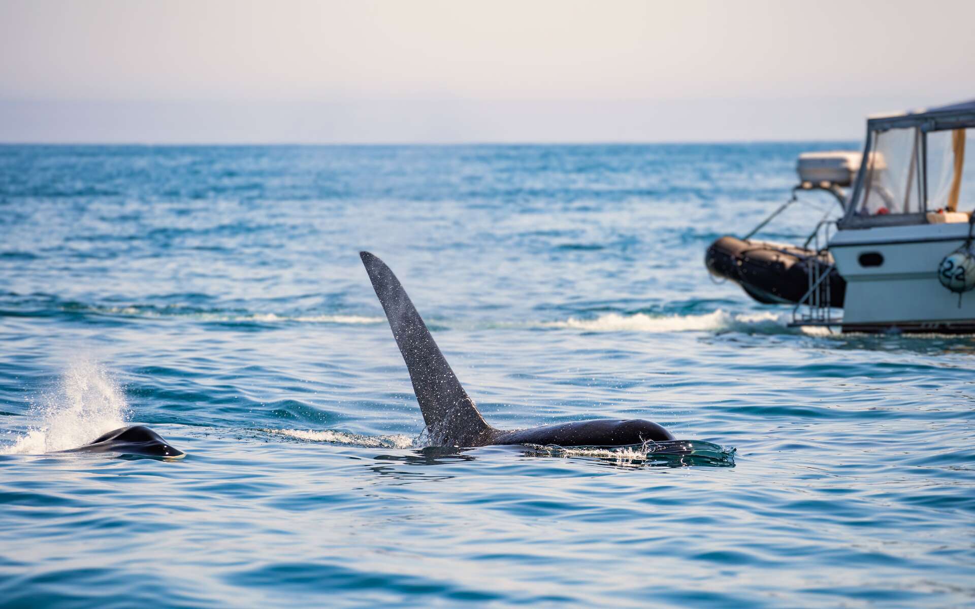 Pourquoi des orques ont-elles attaqué des bateaux ?