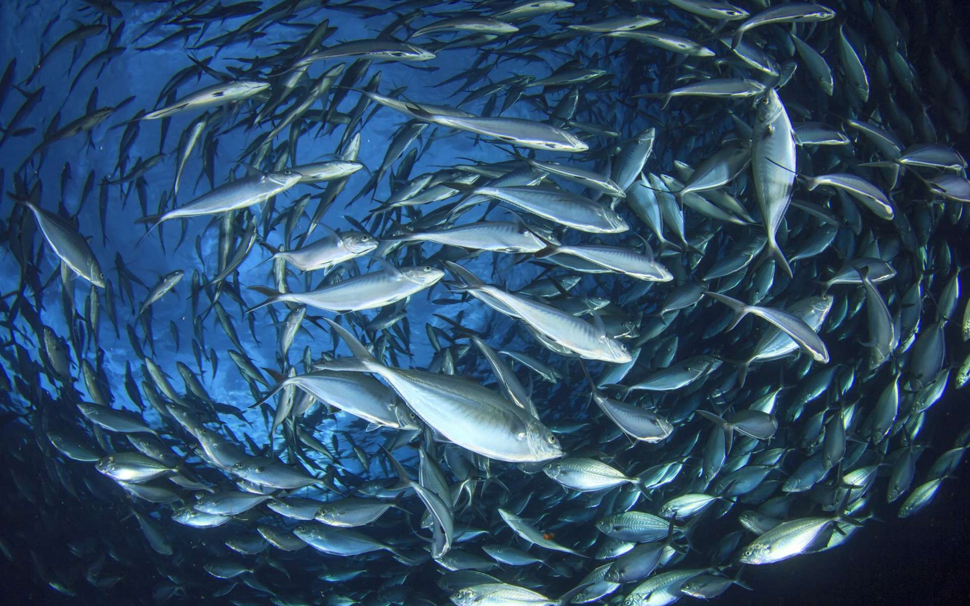 La mise en place de quotas de pêche et la lutte contre la pêche illégale permettent à certaines populations de poissons de mieux se porter. © Richard Carey, Adobe Stock