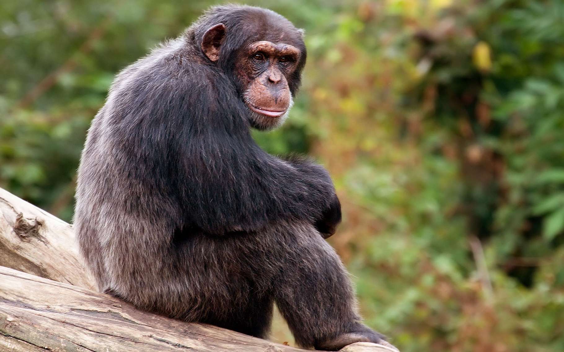 Приматы шимпанзе. Шимпанзе Pan Troglodytes. Шимпанзе человекообразные обезьяны. Pan Troglodytes Verus. Обезьяна примат.