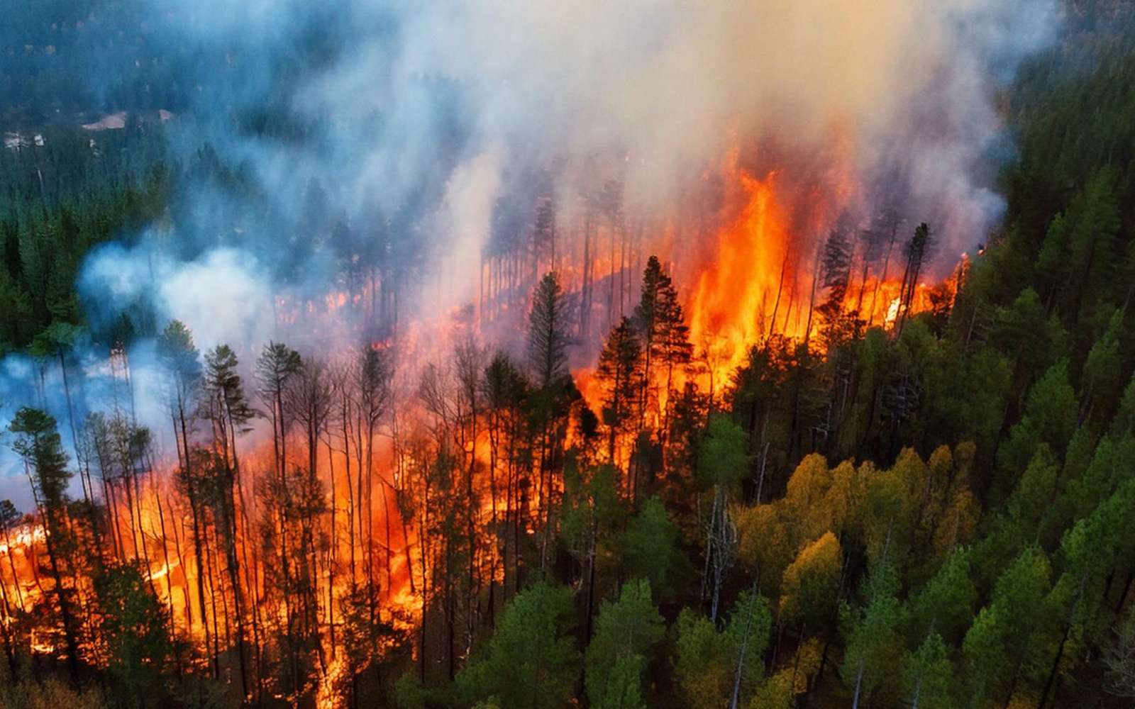 Un rapport alarmant : les forêts disparaissent à une vitesse record !