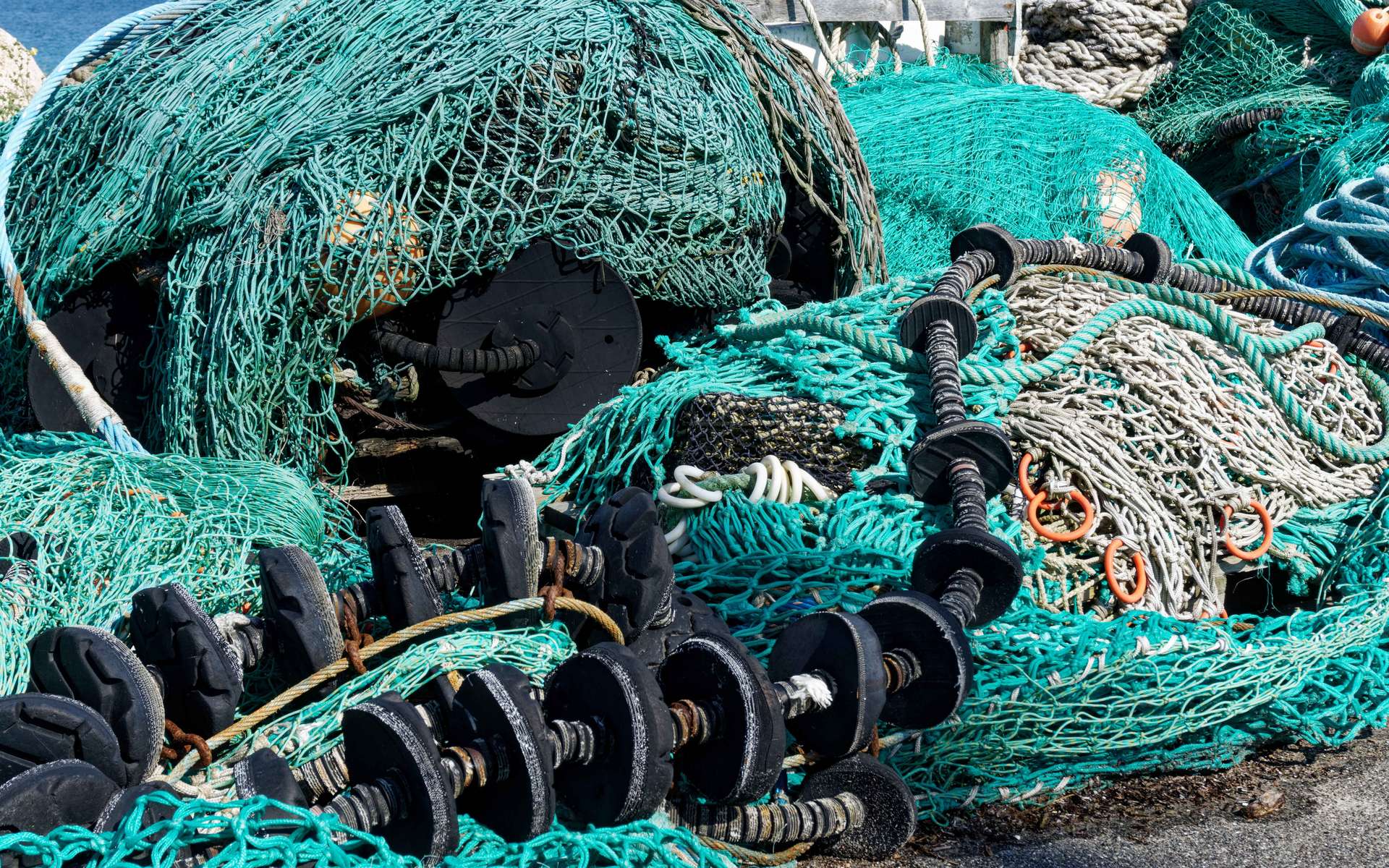 Les filets de pêche sont meurtriers pour les espèces ciblées commercialement comme pour celles menacées de disparition. © Pixelheld, Adobe Stock