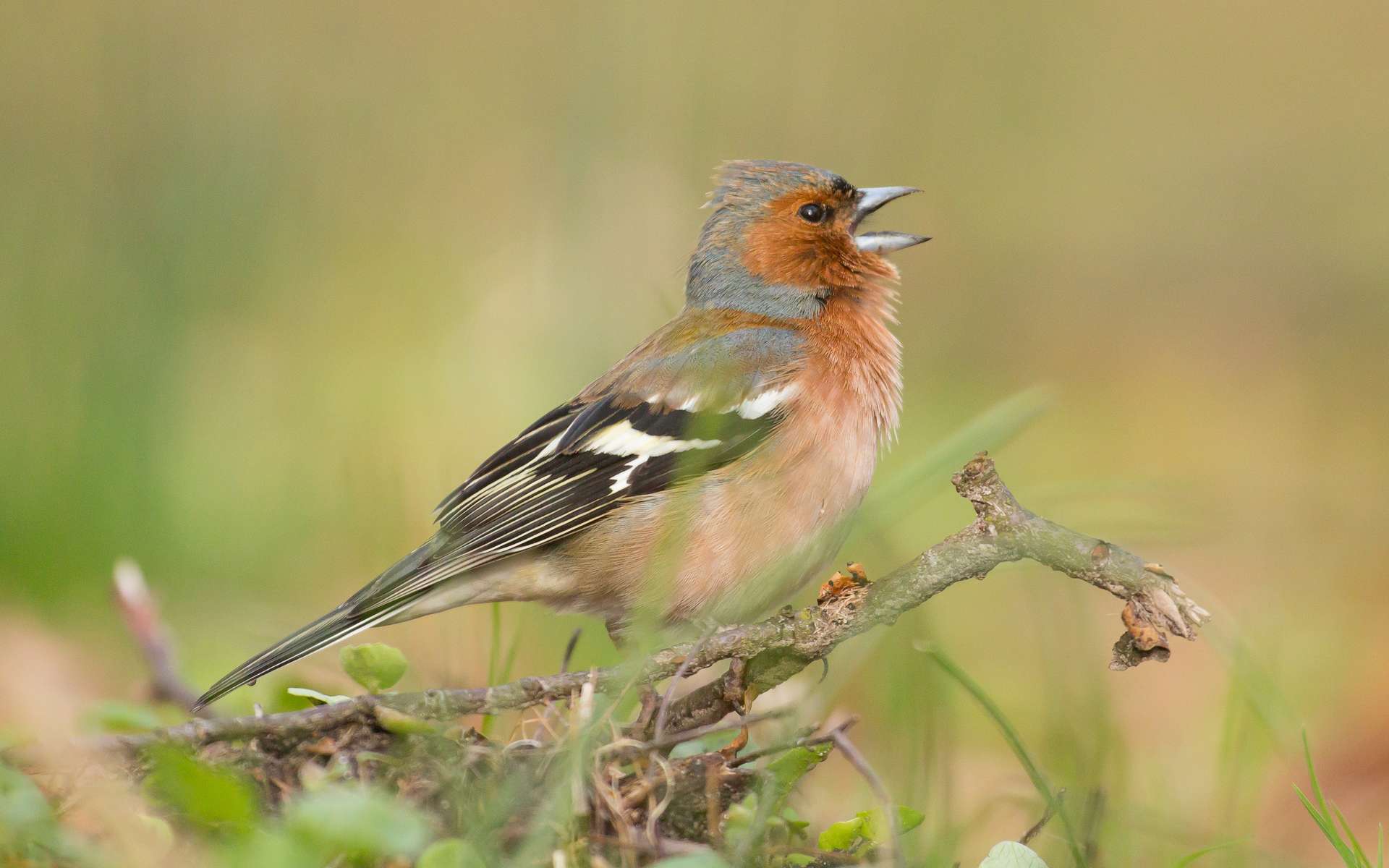 Identifiez le chant des oiseaux avec ces apps iOS et Android