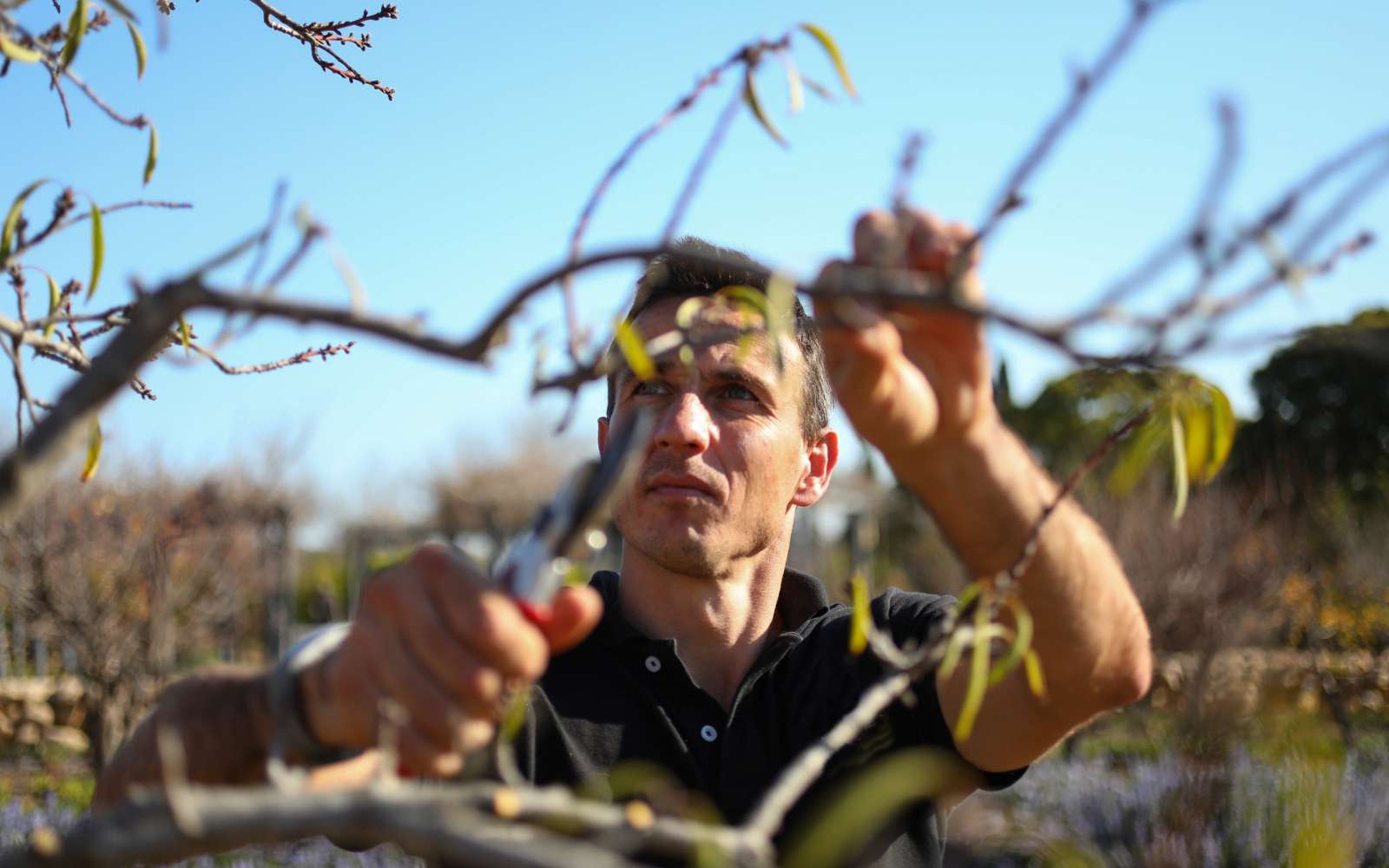 C'est maintenant que vous devez tailler ces 3 arbres fruitiers pour optimiser votre récolte