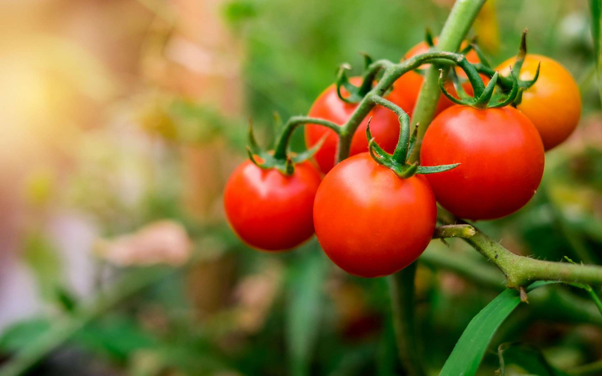 Réchauffement climatique : est-ce la fin des haricots pour les tomates ?