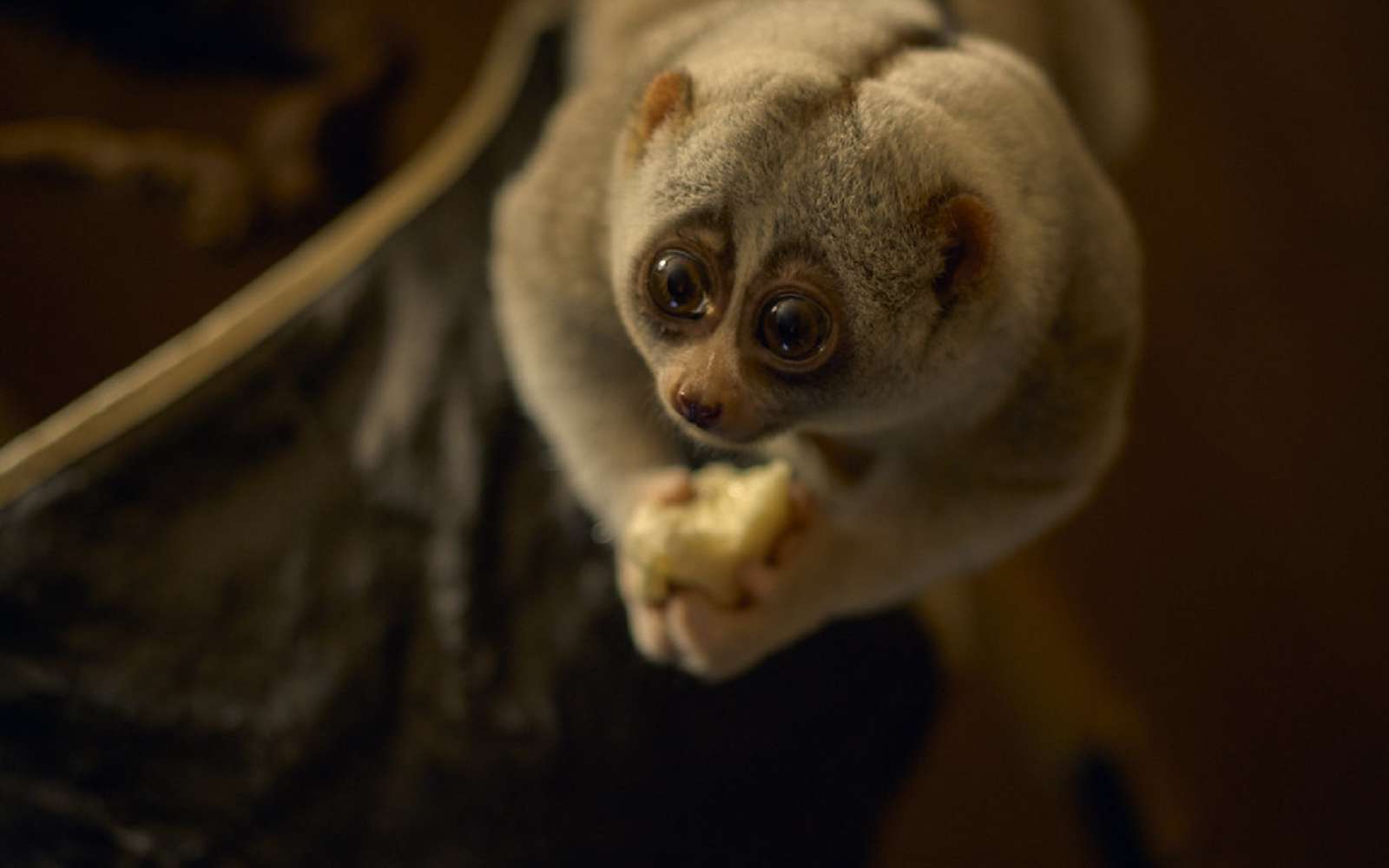 Breve Ces Animaux Mignons Sont Etonnamment Dangereux