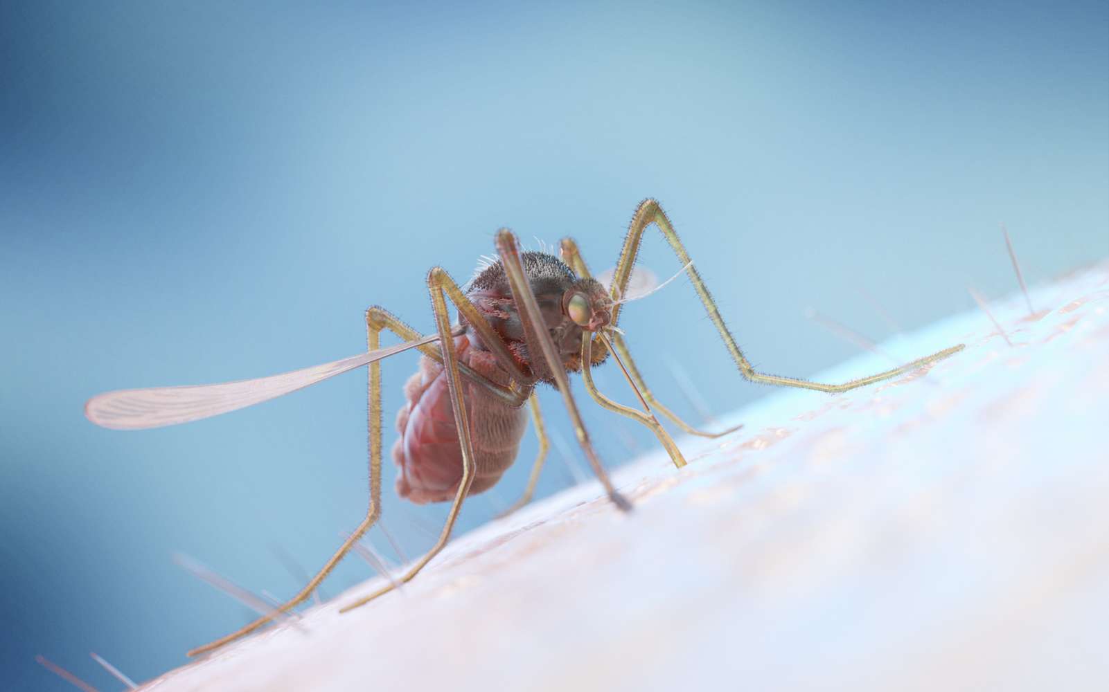 Les moustiques génétiquement modifiés parviennent à se reproduire et transmettent leur gêne à des populations de moustiques autochtones. © Sebastian Kaulitzki, Fotolia