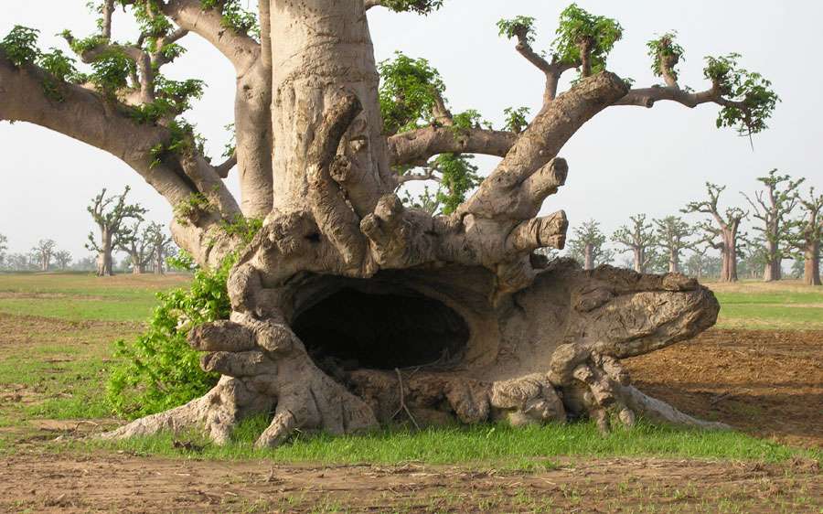 Photos | Le Baobab, Arbre Sacré D'Afrique