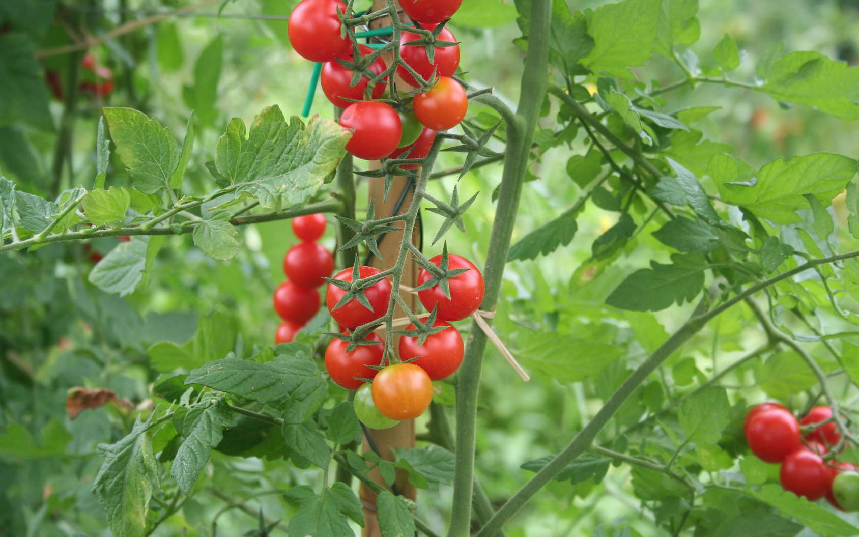 Facile à cultiver, la tomate cerise est la reine des tablées d'été. © Fotolia