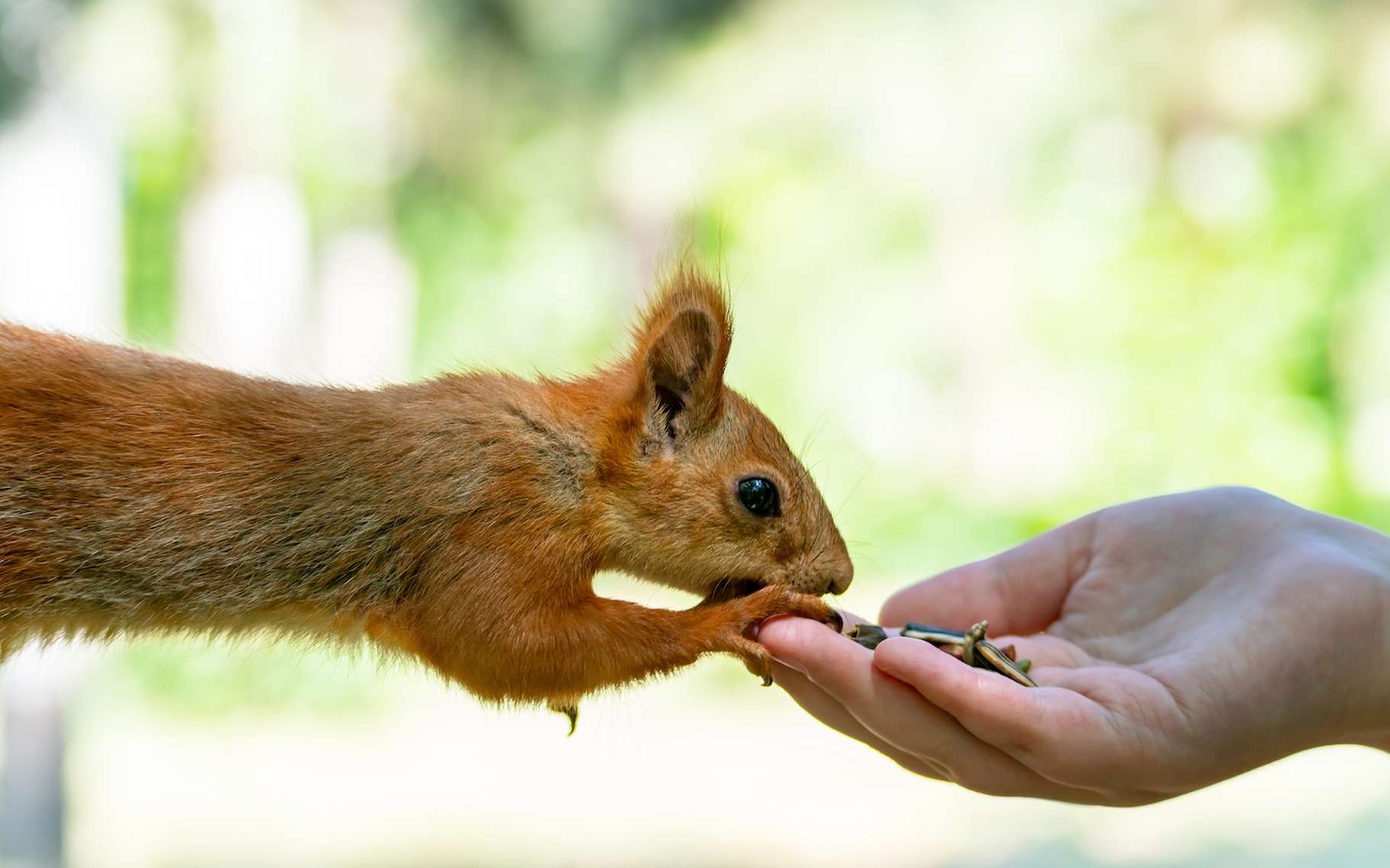« L'influence humaine sur la biodiversité est parfois si forte qu'on observe des signes d'un effondrement complet »