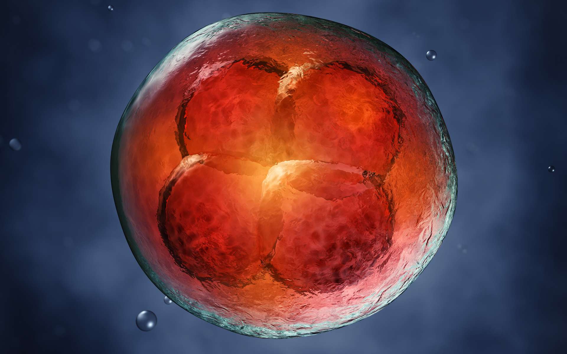 Une première mondiale : des chercheurs filment en direct l'implantation d'un embryon humain dans l'utérus !
