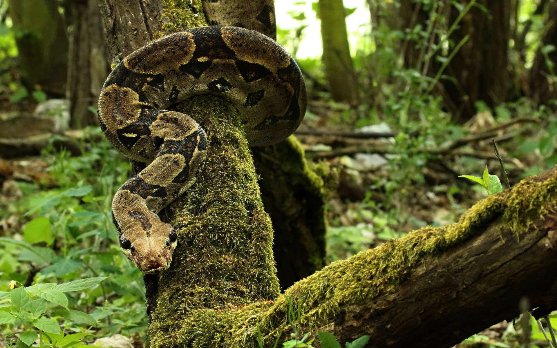 Étrangeté du vivant : un mystérieux serpent recouvert d'épines filmé au Brésil