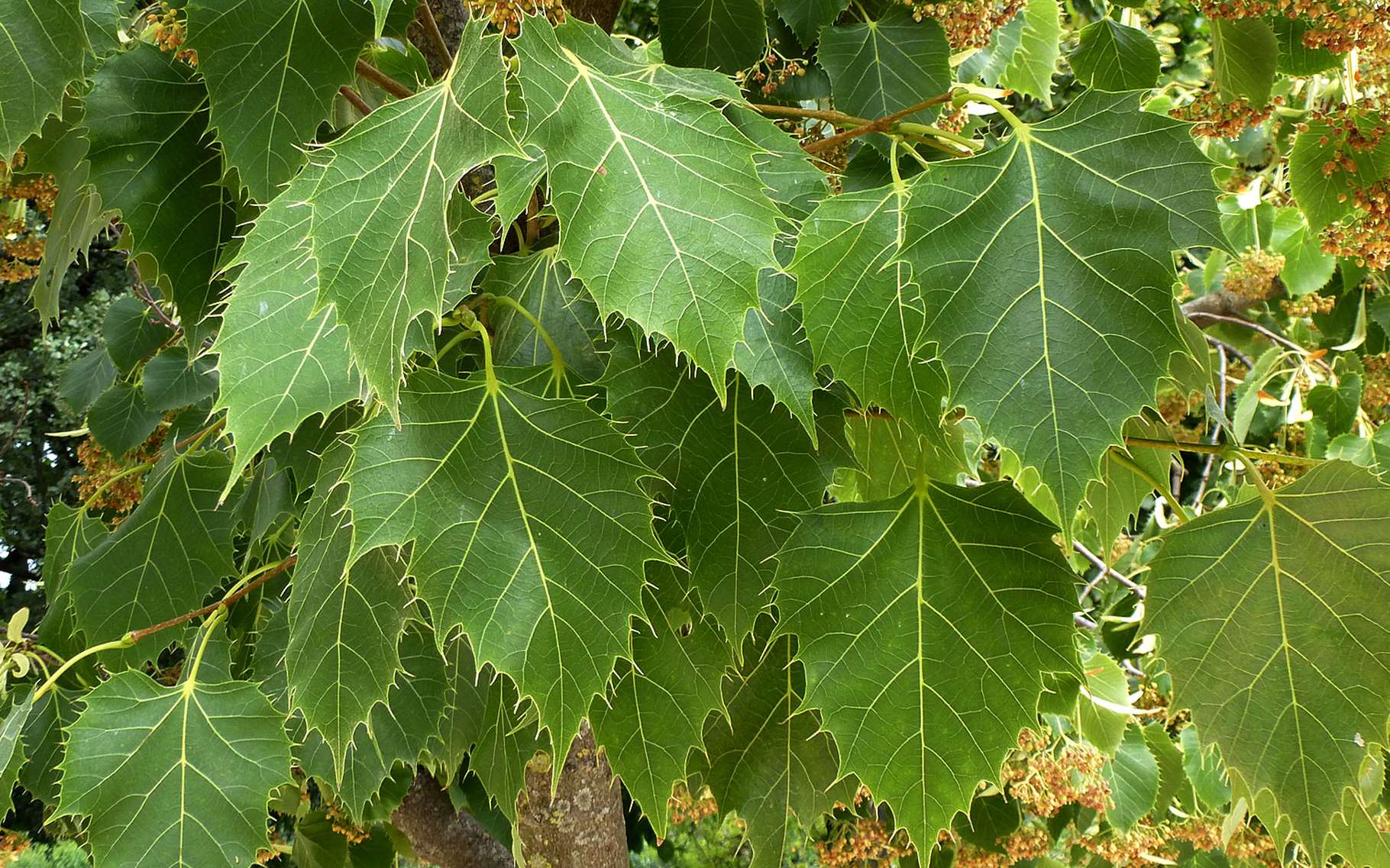 Tilleul de Henry, Tilia henryana : Plantation, Entretien