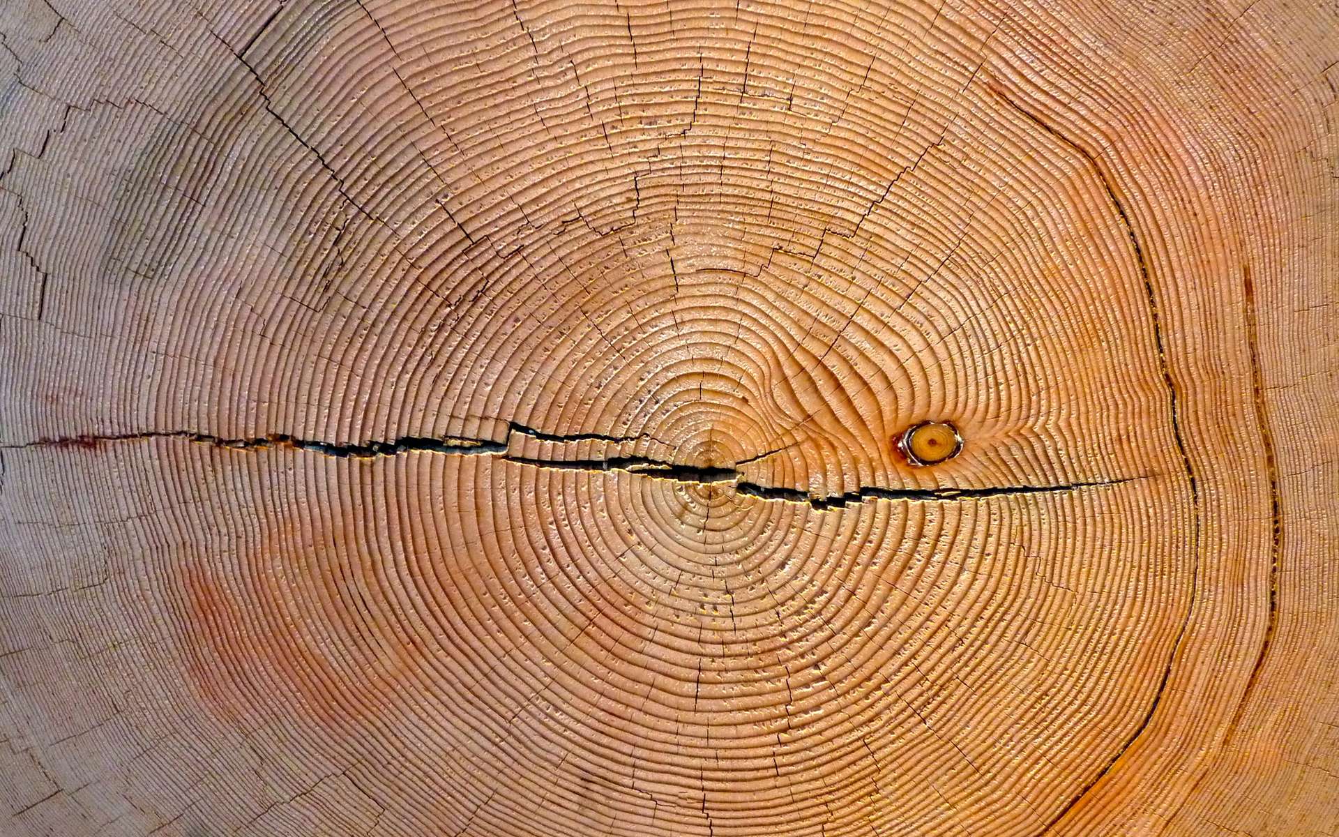 Coupe de bois, cernes de croissance et âge d'un arbre - archéologie du  futur / archéologie du quotidien