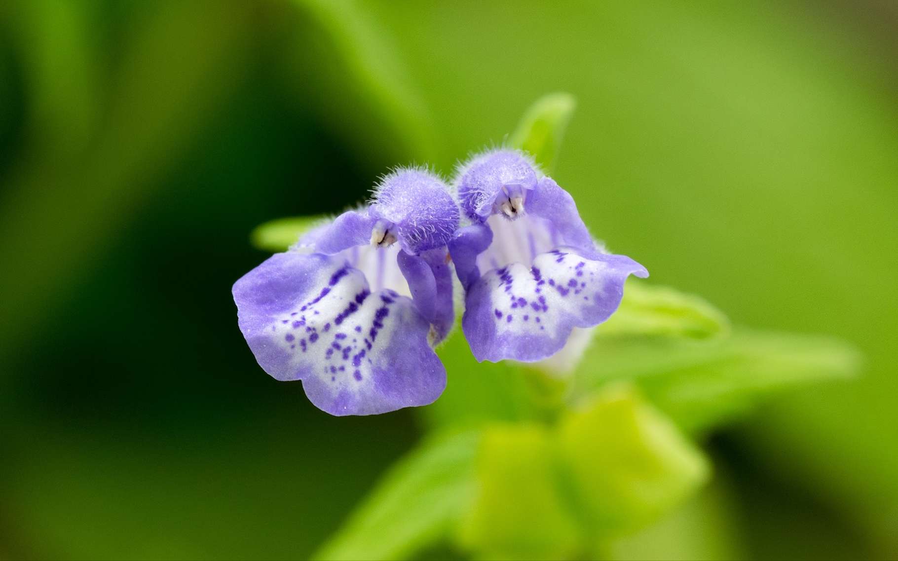 Sur cette Scutellaria galericulata s’observent des fleurs bleues avec deux lèvres typiques des Labiées. © shihina, Shutterstock