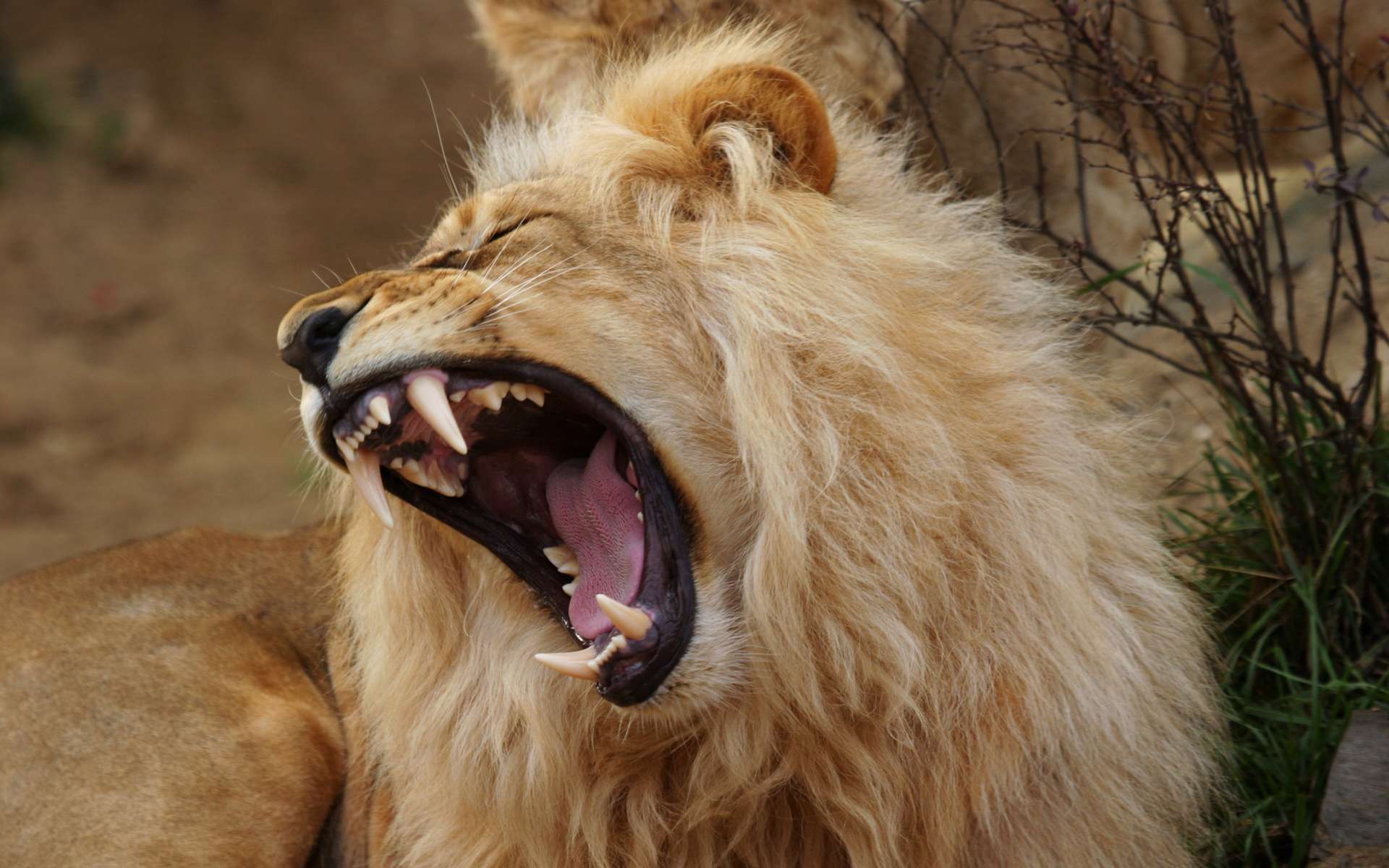 Le lion, c’est un fauve pas comme les autres. Il vit en troupe et a, de fait, développer des systèmes de communication. Des grognements, de sifflements, des gémissements. Mais aussi des bâillements, semblent penser les chercheurs. Pas si bête, le lion… © Petr Mašek, Adobe Stock