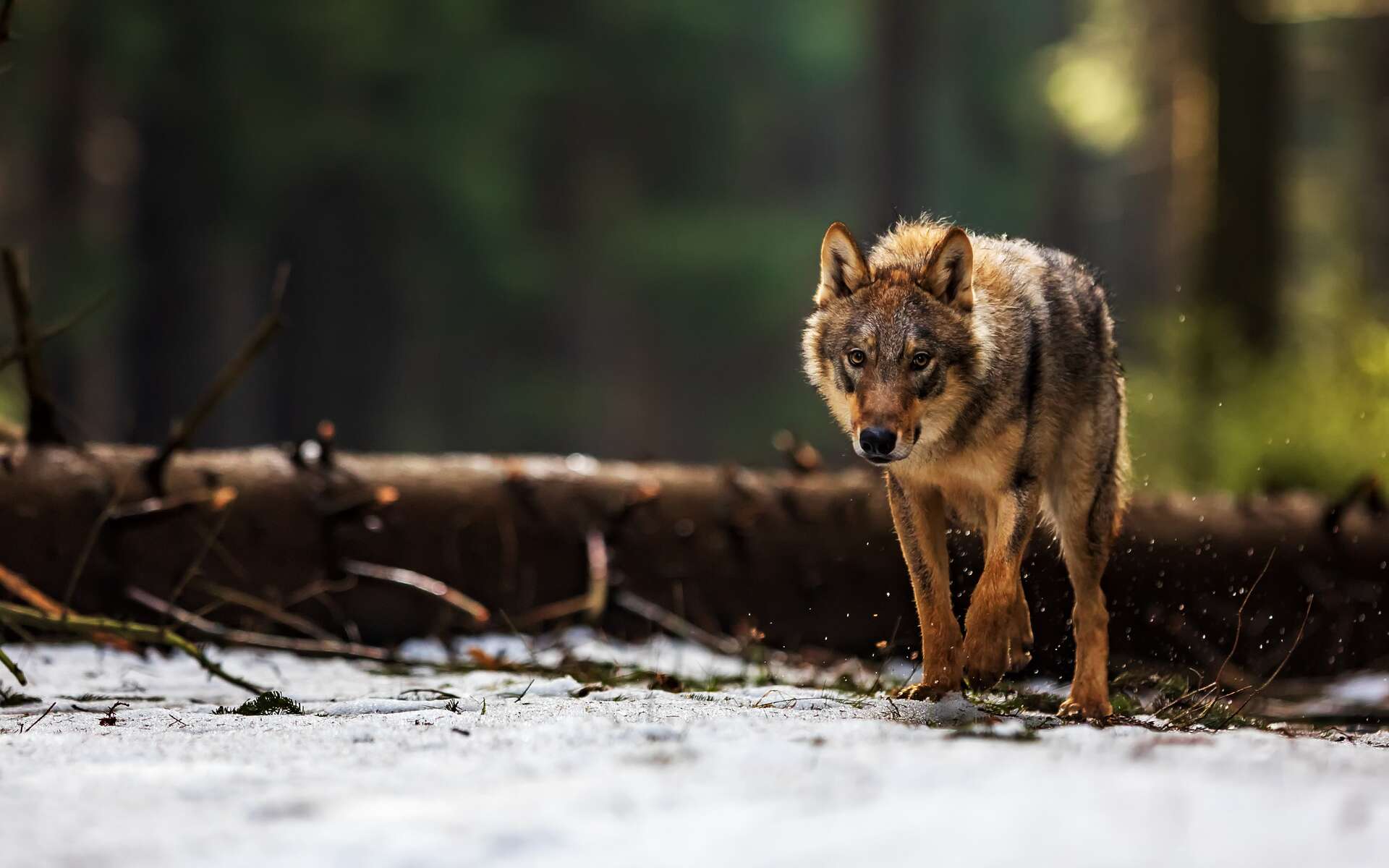 Plutôt que de promouvoir la coexistence avec les loups, l’Union européenne soutient leur abattage !