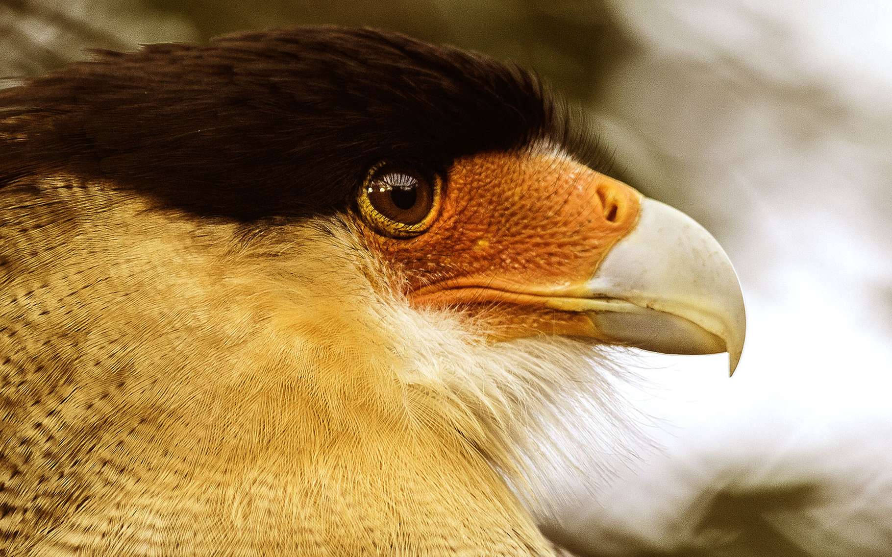 Caracteristiques Des Rapaces Et Anatomie Becs Pattes Yeux Dossier