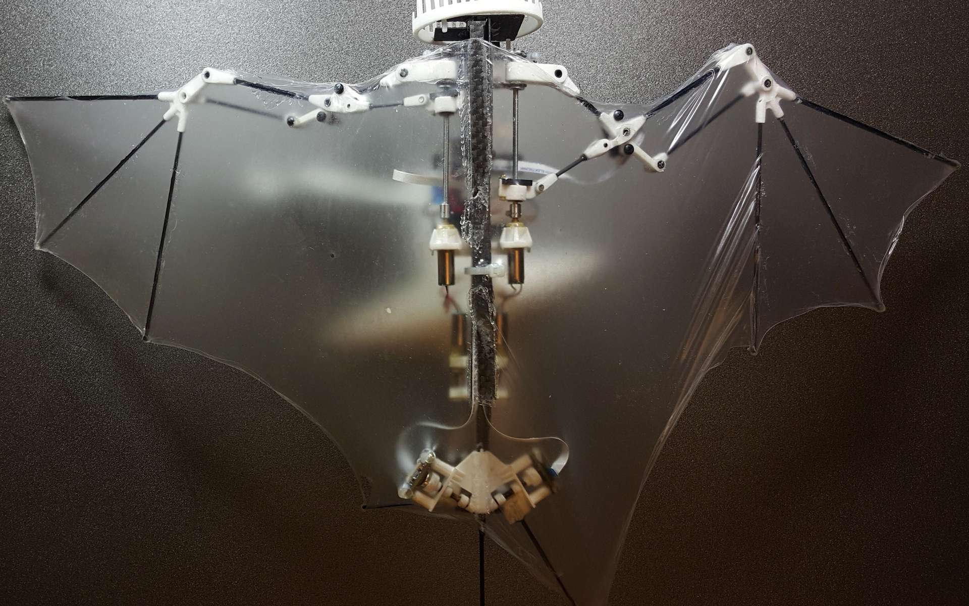 Le Bat Bot B2 ne pèse que 93 grammes et son mécanisme parvient à reproduire environ 57 % de la cinématique de vol de la chauve-souris. © Alireza Ramezani, Université de l'Illinois