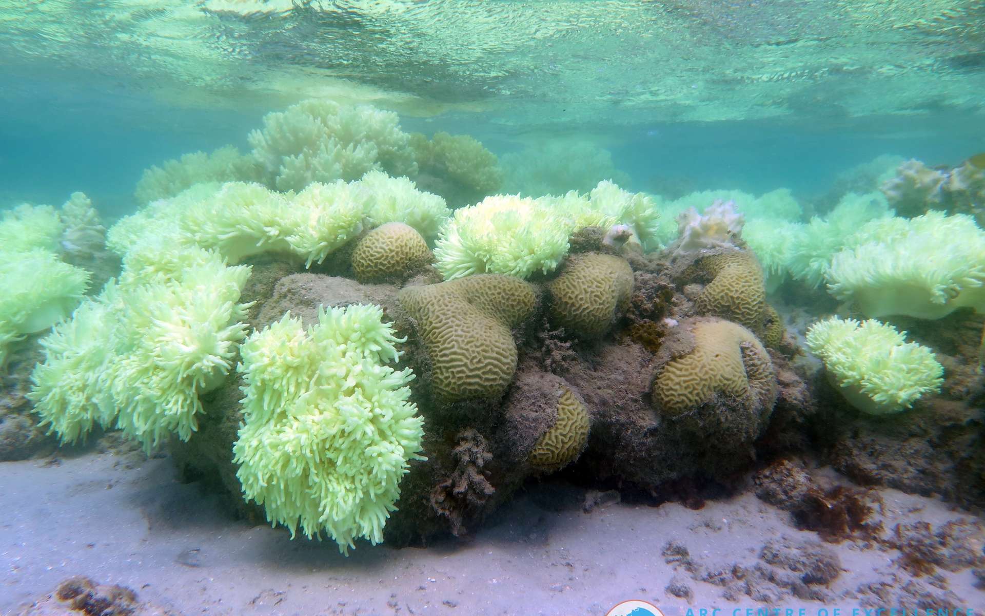 La Grande Barrière de corail est touchée par le blanchissement. Elle consiste en une longue série de récifs le long de la côte est de l'Australie, s'étalant sur plus de 2.600 km. Ceux-ci abritent une très grande variété d'espèces. © Dorothea Bender, Champ for ARC Centre of Excellence for Coral Reef Studies