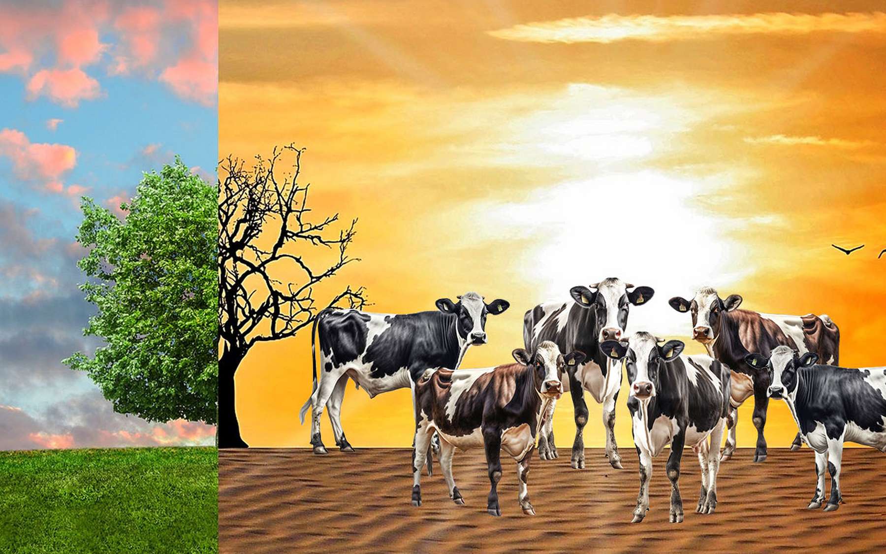 Faut-il sacrifier les vaches pour sauver le climat ?