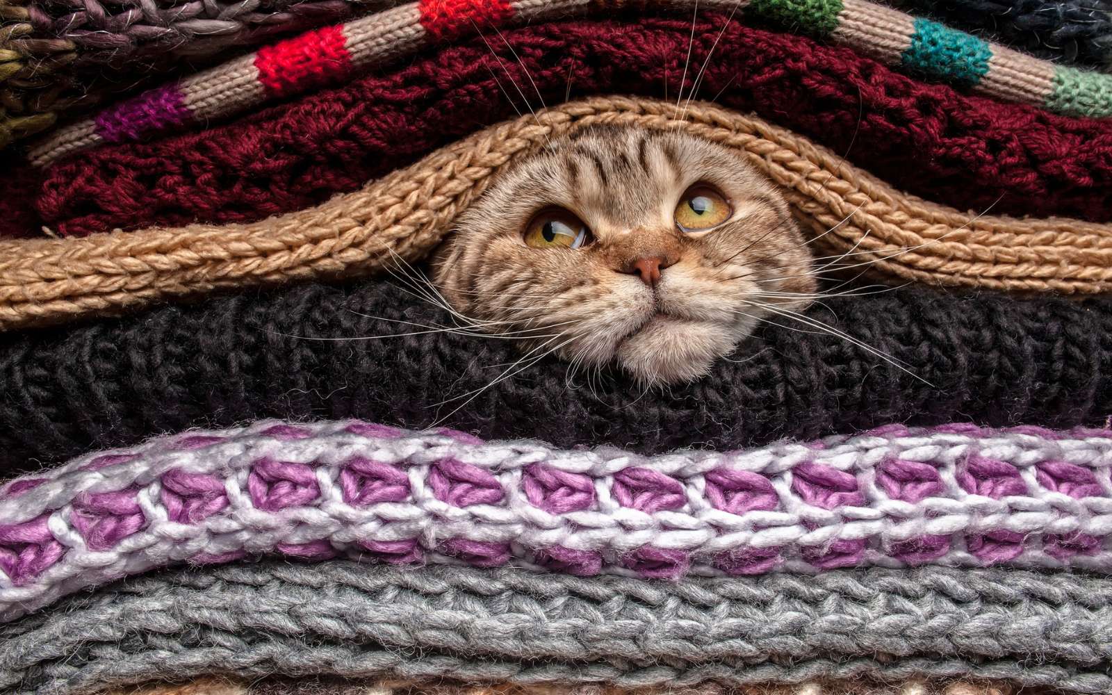 À quelle température votre chat a-t-il froid ?