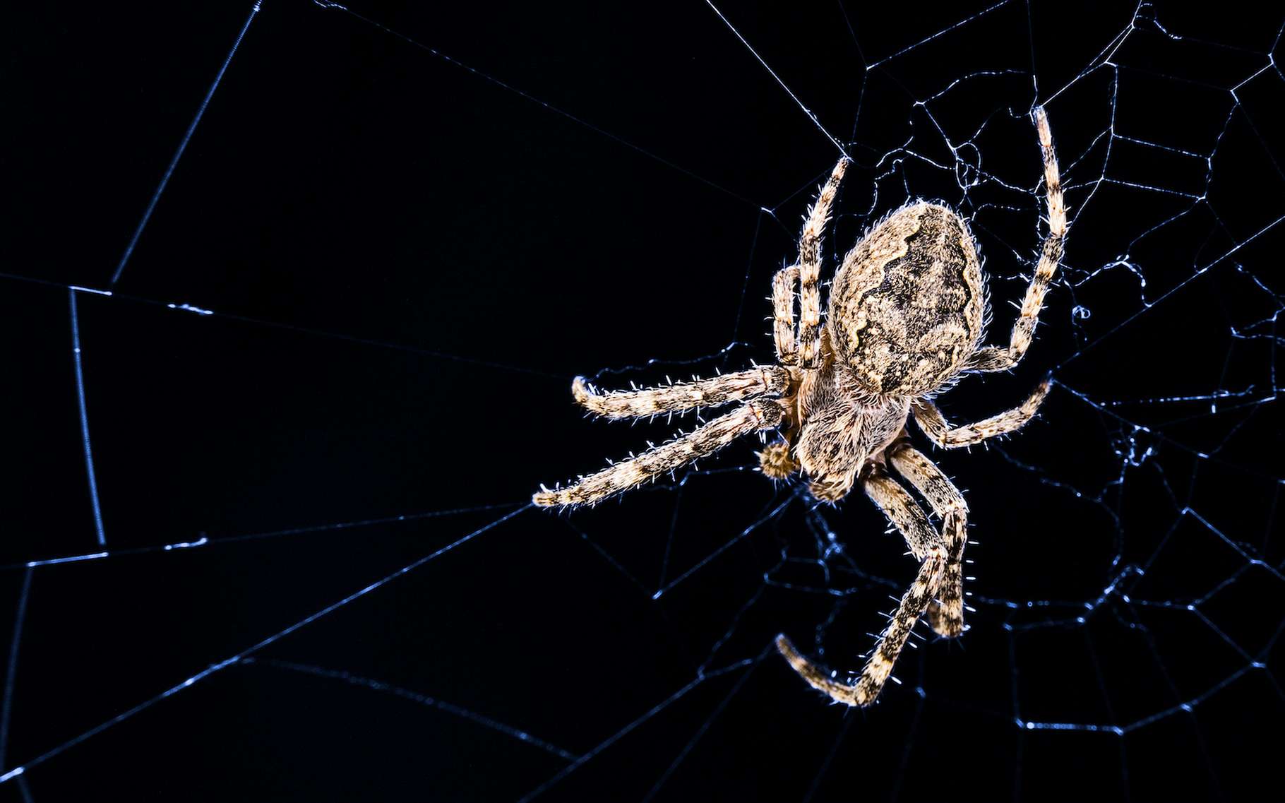 Spiders use their web to listen better
