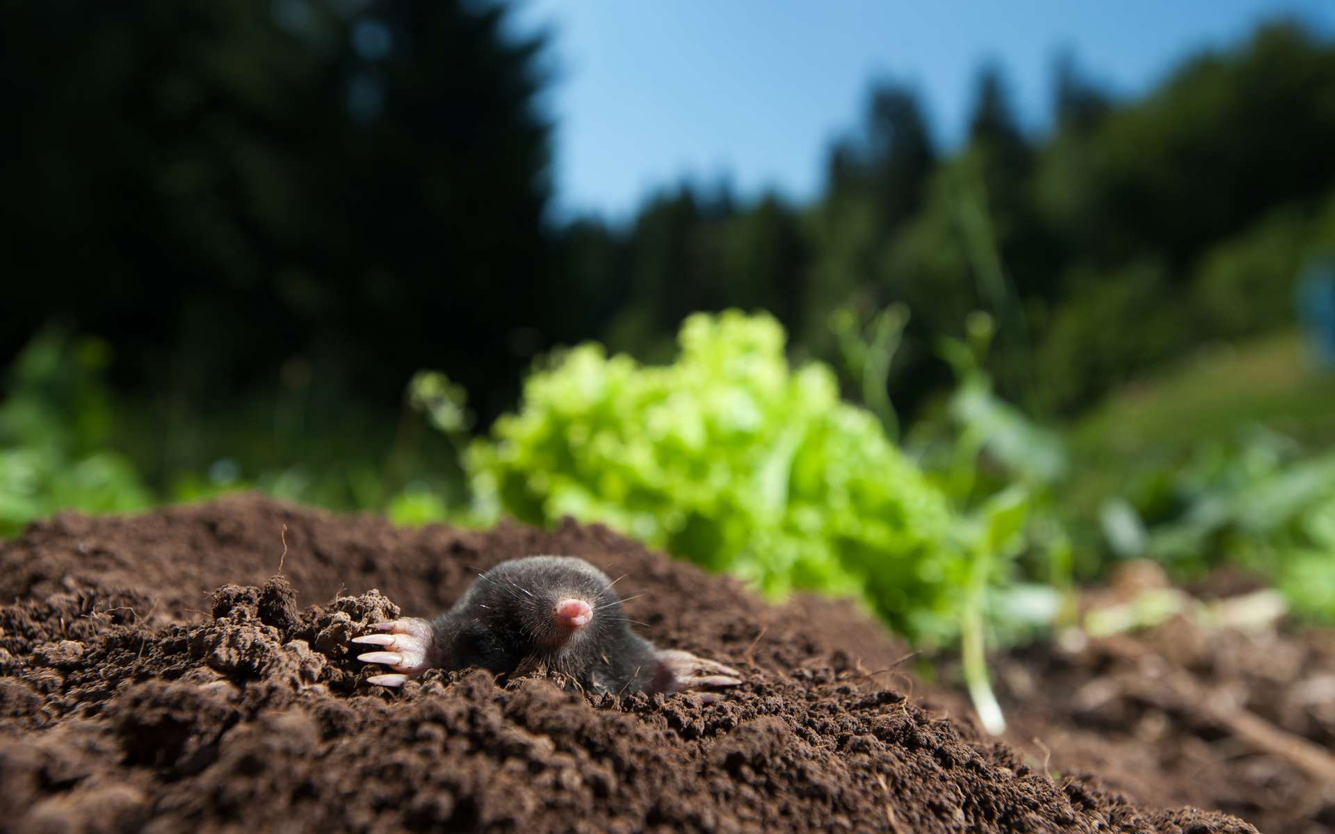 Pourquoi Les Taupes Femelles Ne Sont Elles Pas De Vraies Femelles