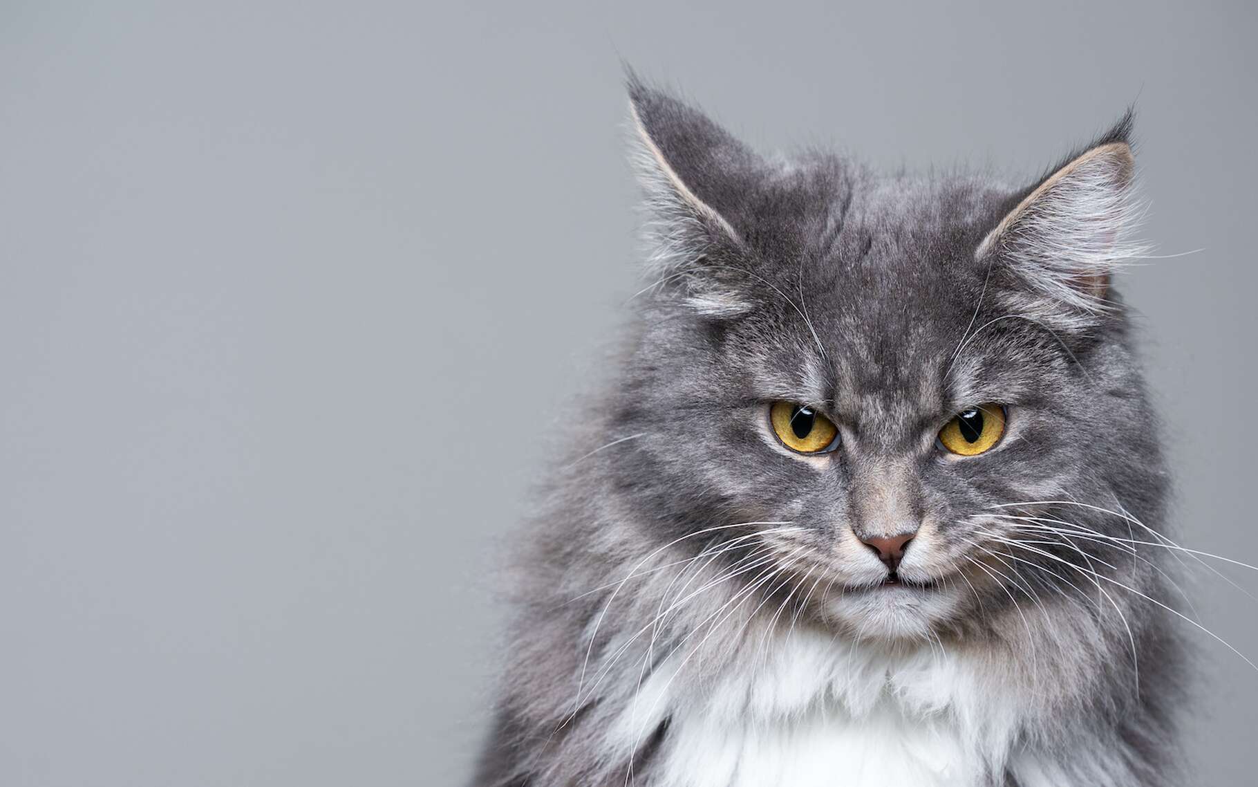 A test to know if your cat is a psychopath