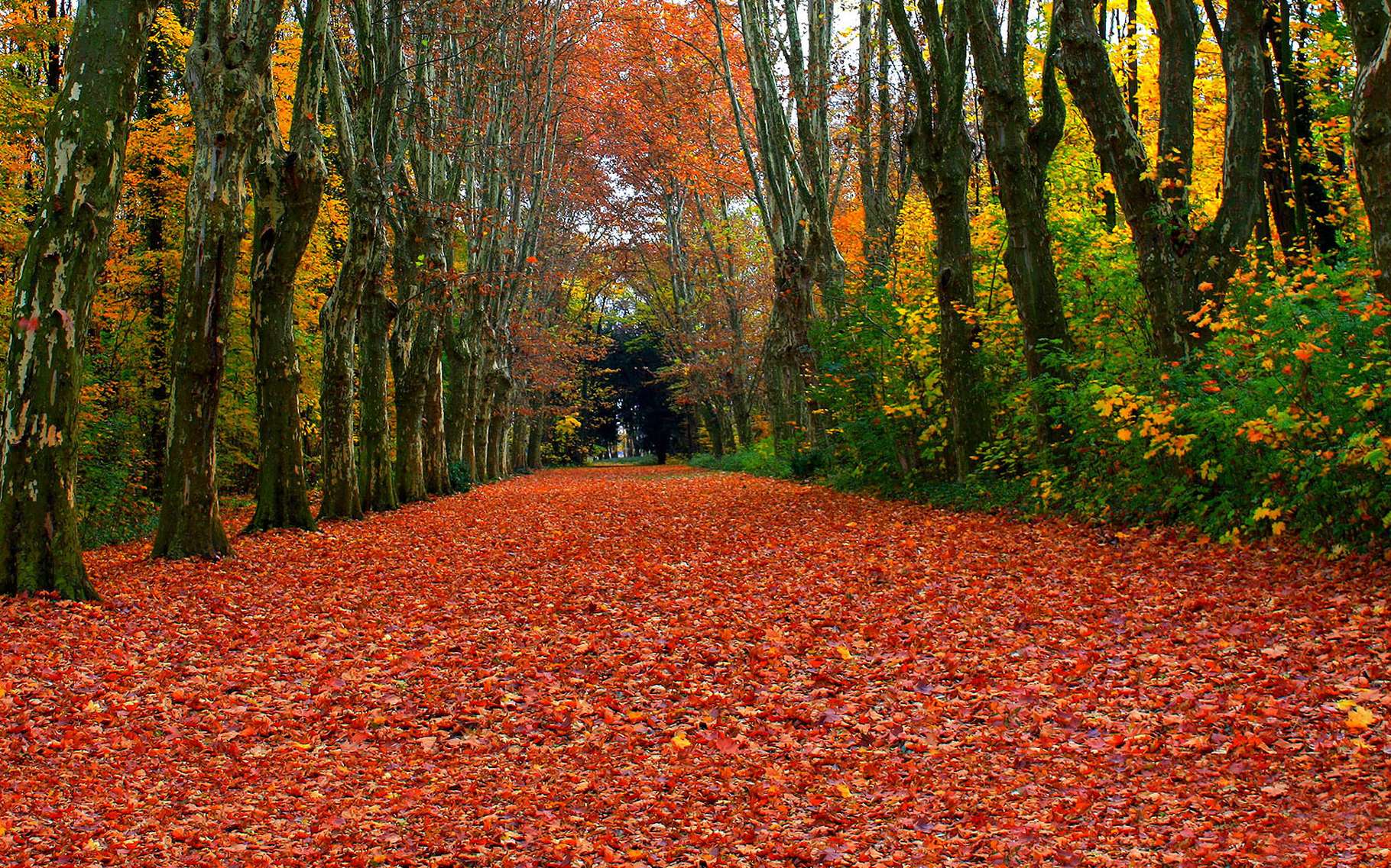 Automne Saison Des Arbres Aux Feuilles Flamboyantes Dossier