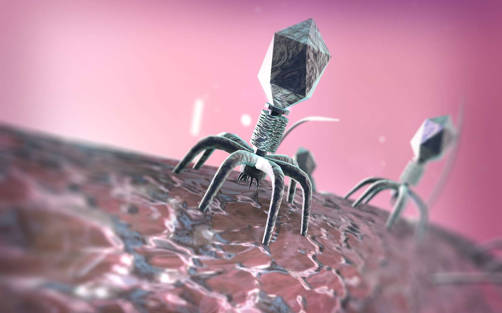 Le phage infecte sa bactérie cible et la tue. © evve79, Fotolia