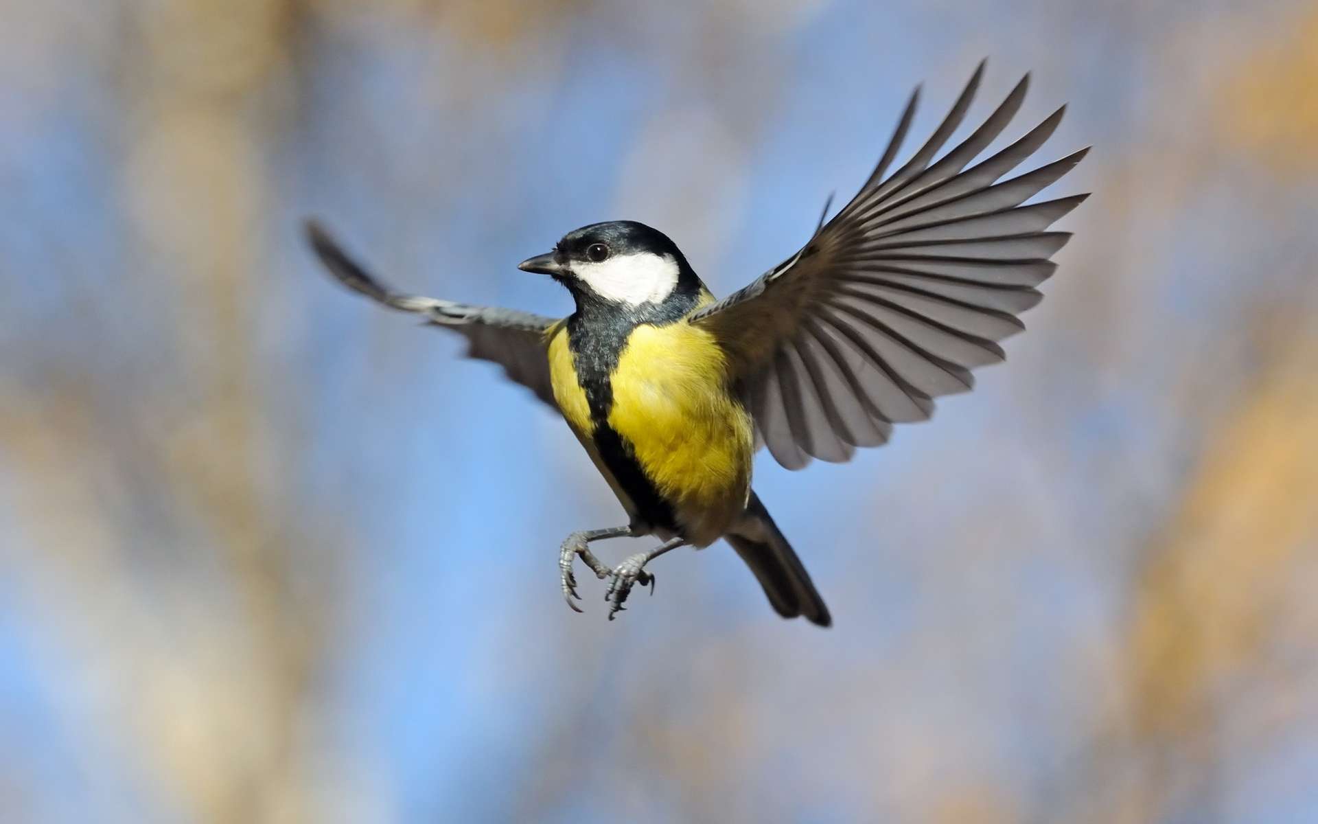 Les oiseaux ont des ailes de plus en plus grandes à cause du réchauffement climatique