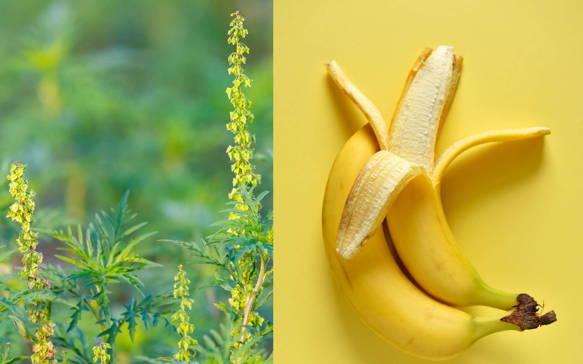 Allergie croisée ambroisie-banane. © rostovdriver, vivoo, Fotolia