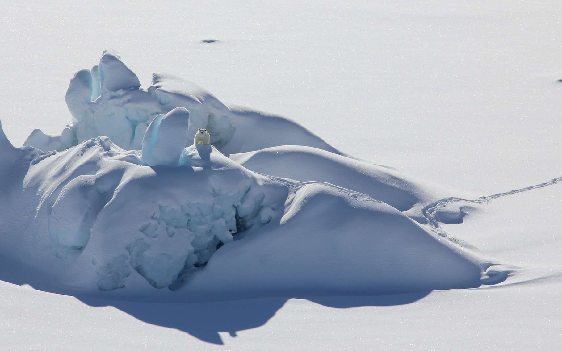 Arctique : « la dernière zone de glace » est menacée par le réchauffement climatique