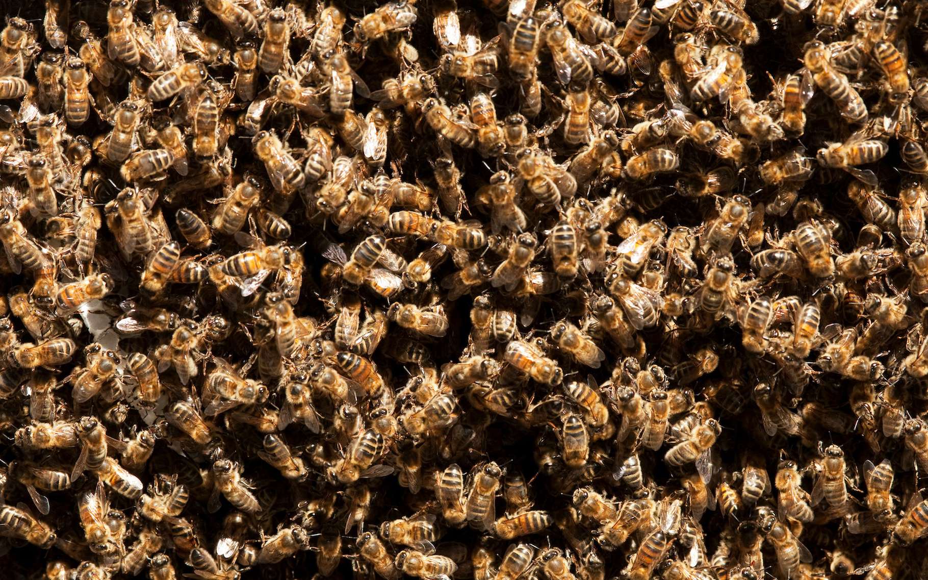 Cette IA communique avec les abeilles, et cela inquiète les scientifiques
